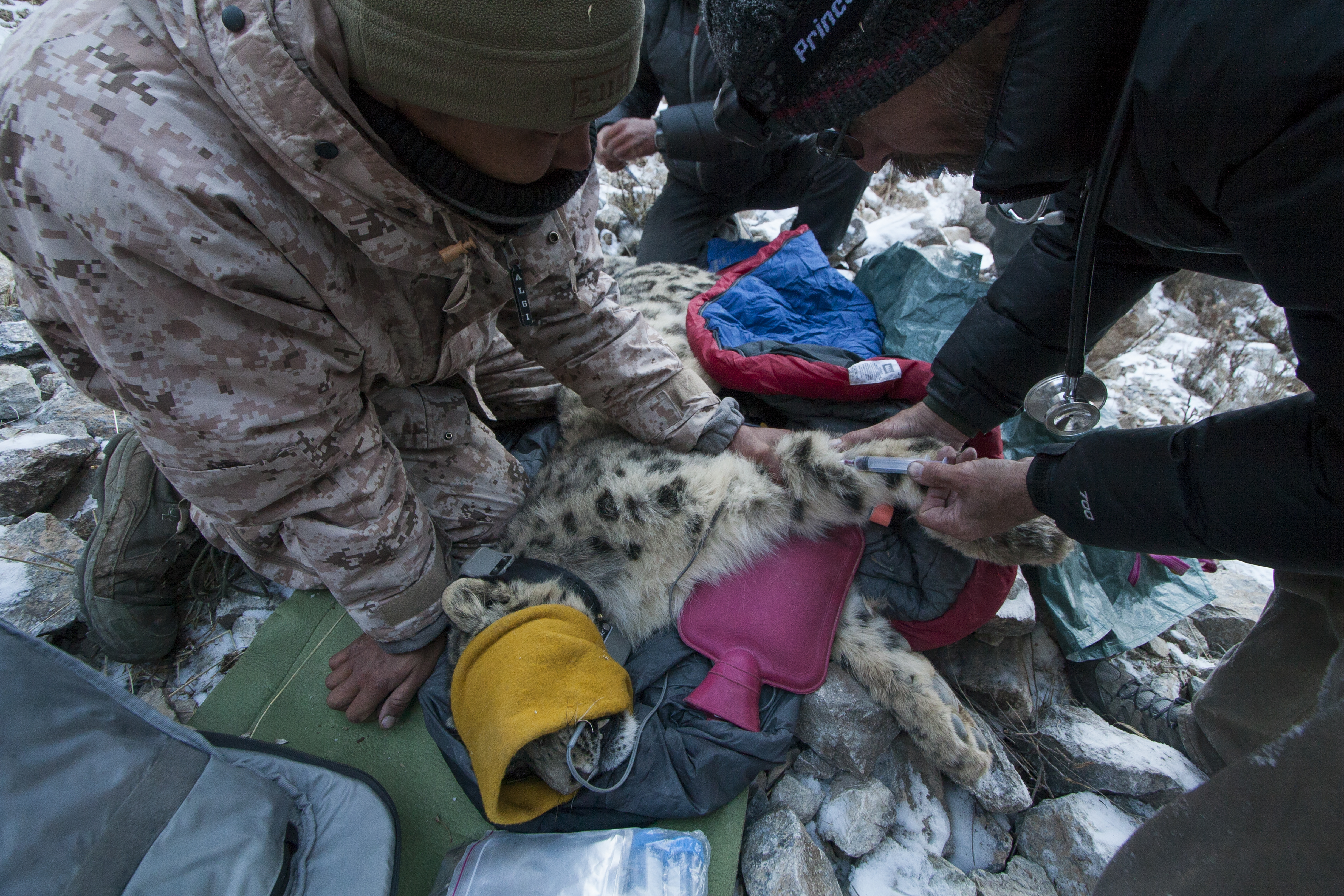 "Snow Leopard veterinarian, Ric Berlinski, and ranger, Urmat Solokov, drawing blood during collaring of male snow leopard, Sarychat-Ertash Strict Nature Reserve, Tien Shan Mountains, eastern Kyrgyzstan"