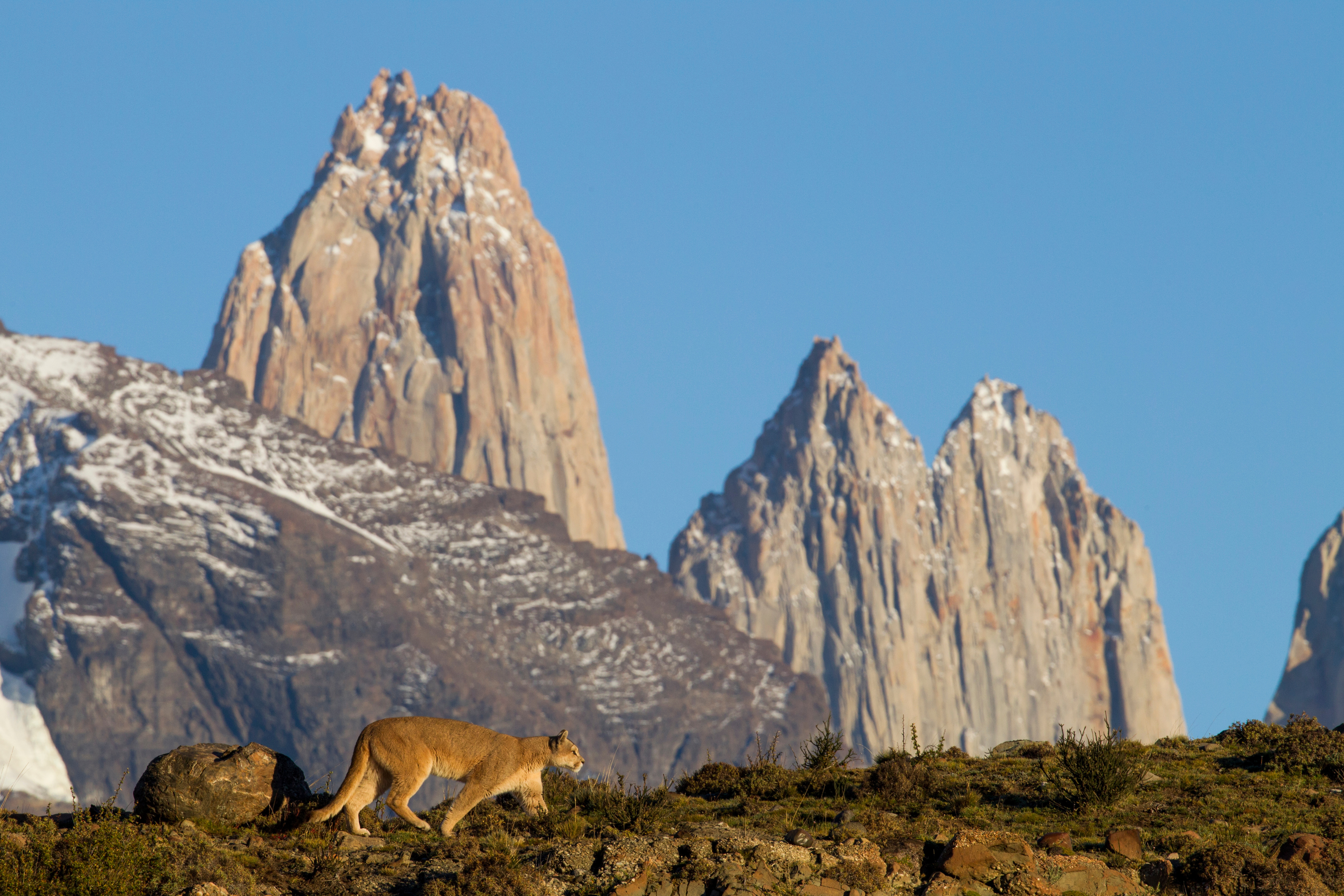 "Mountain Lion in dry puna, Abra Granada, Andes, northwestern Argentina Mountain Lion female in front of mountains, Torres del Paine, Torres del Paine National Park, Patagonia, Chile"