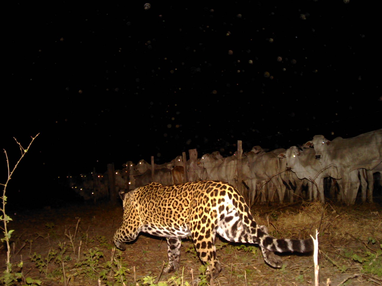 "Sao Bento night enclosure with an electric fence preventing jaguar attacks on a vulnerable group of just-weaned calves."