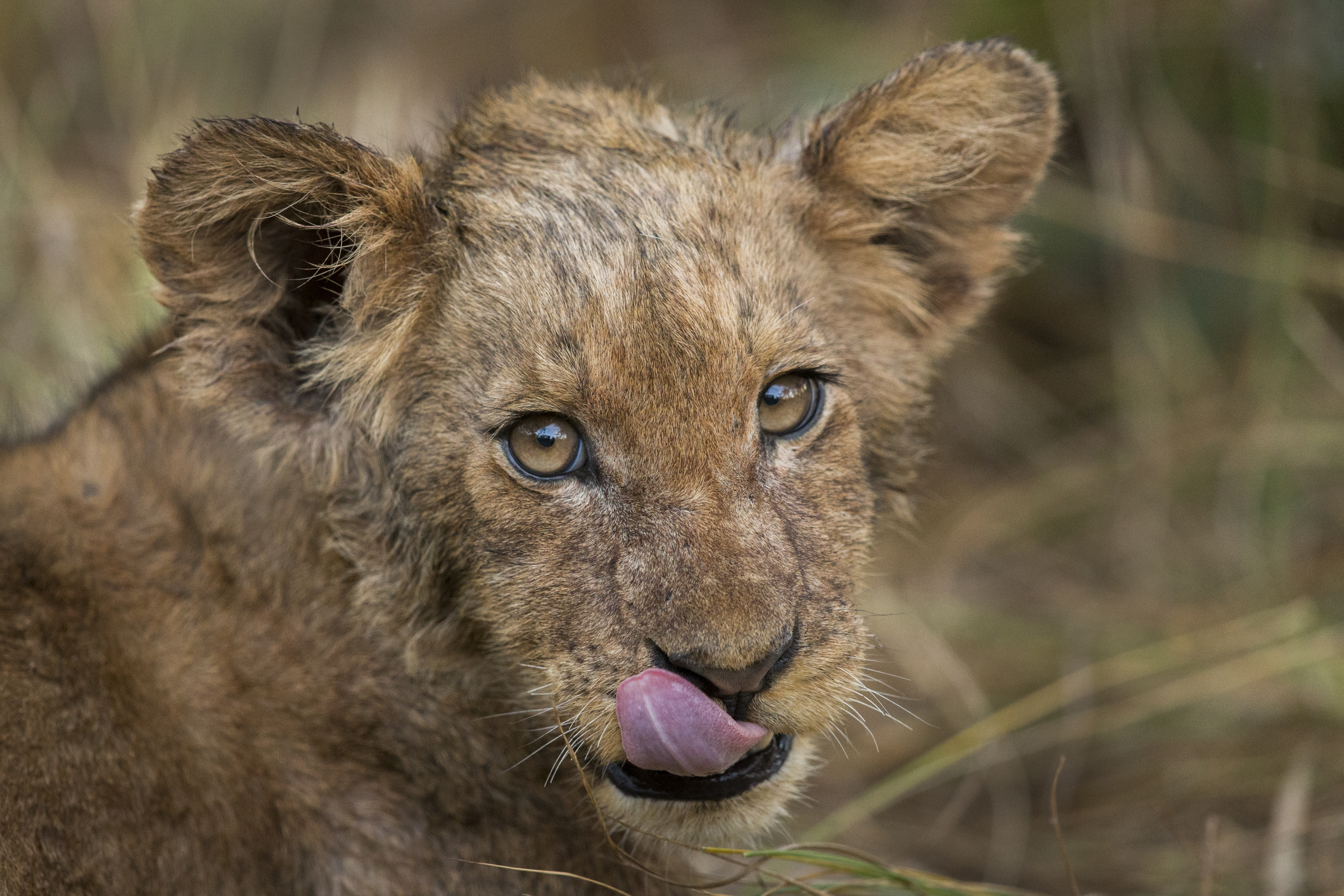 "African Lion cub licking chops, Kafue National Park, Zambia"