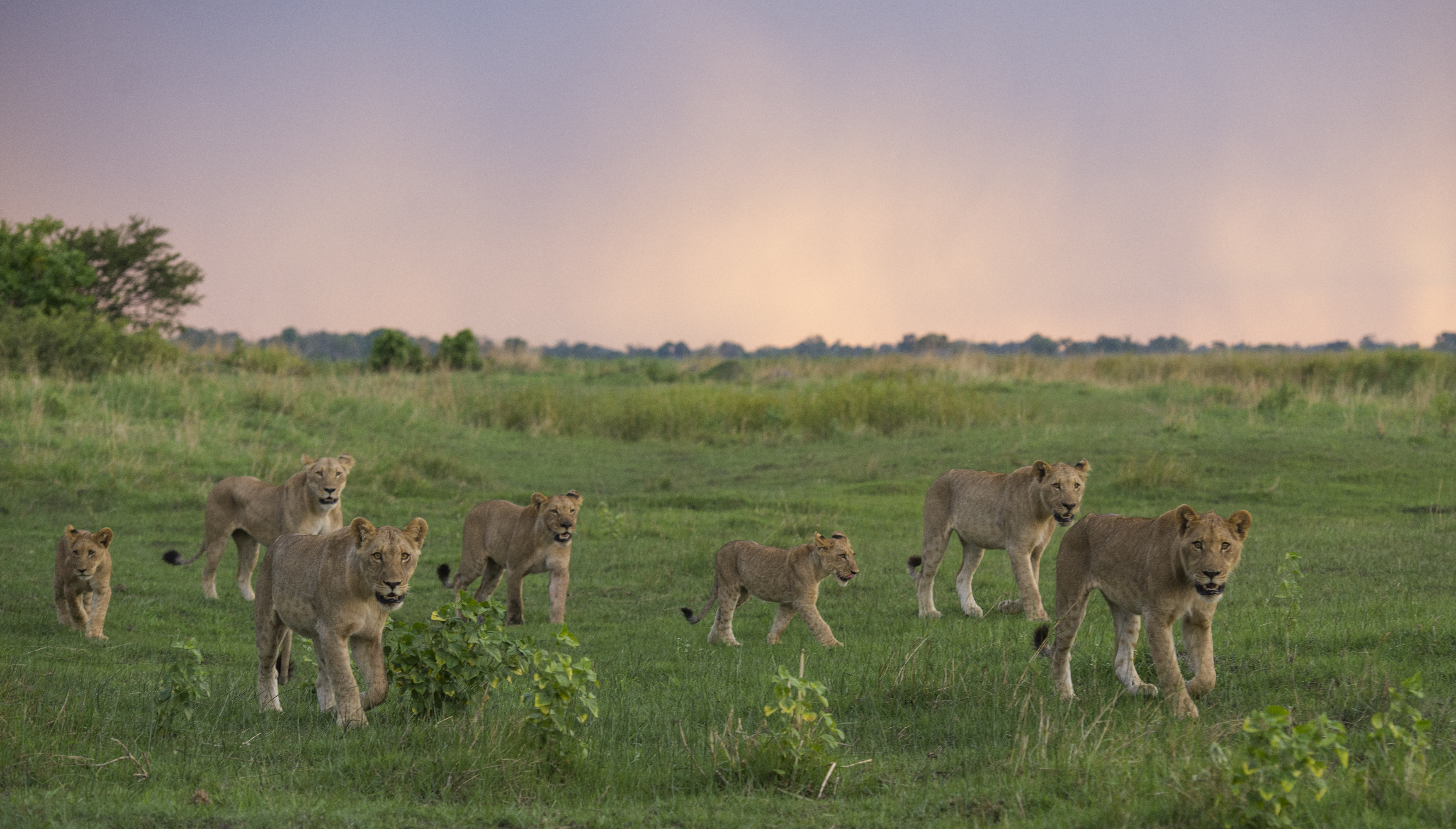 "Group of female lions with cubs walking"