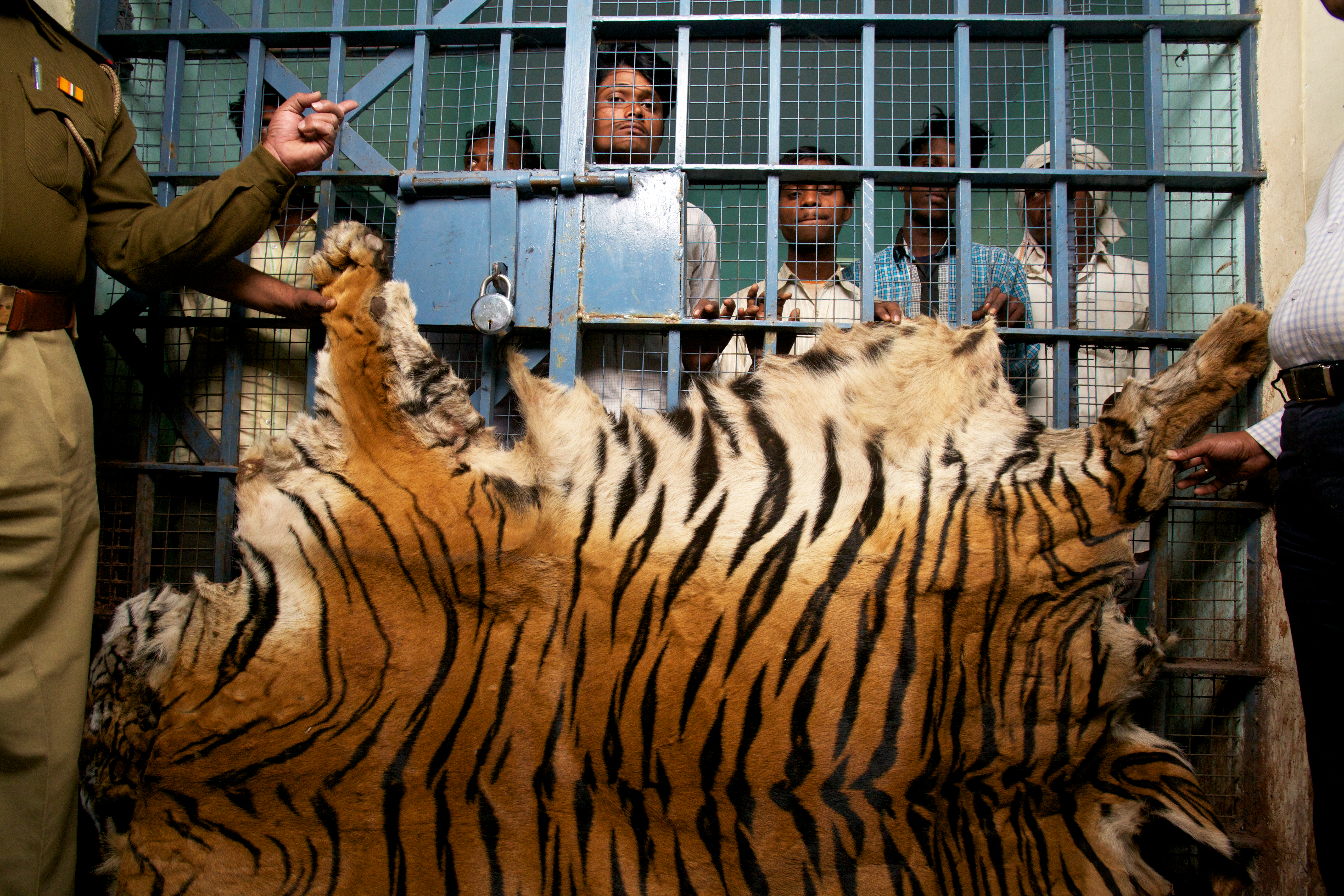 "Apprehended men captured and in jail for selling tiger skin"