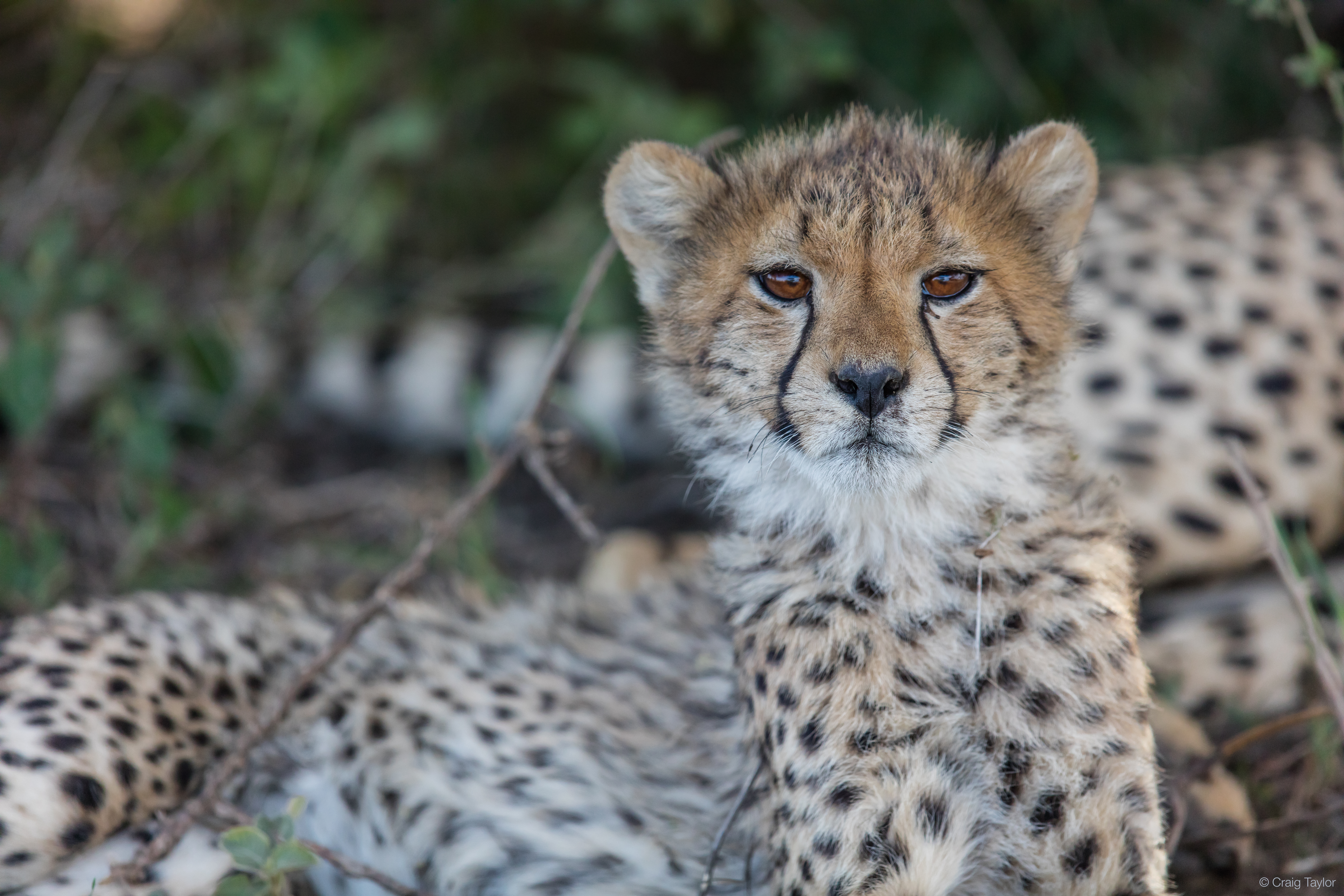 "Baby cheetah looking into camera"