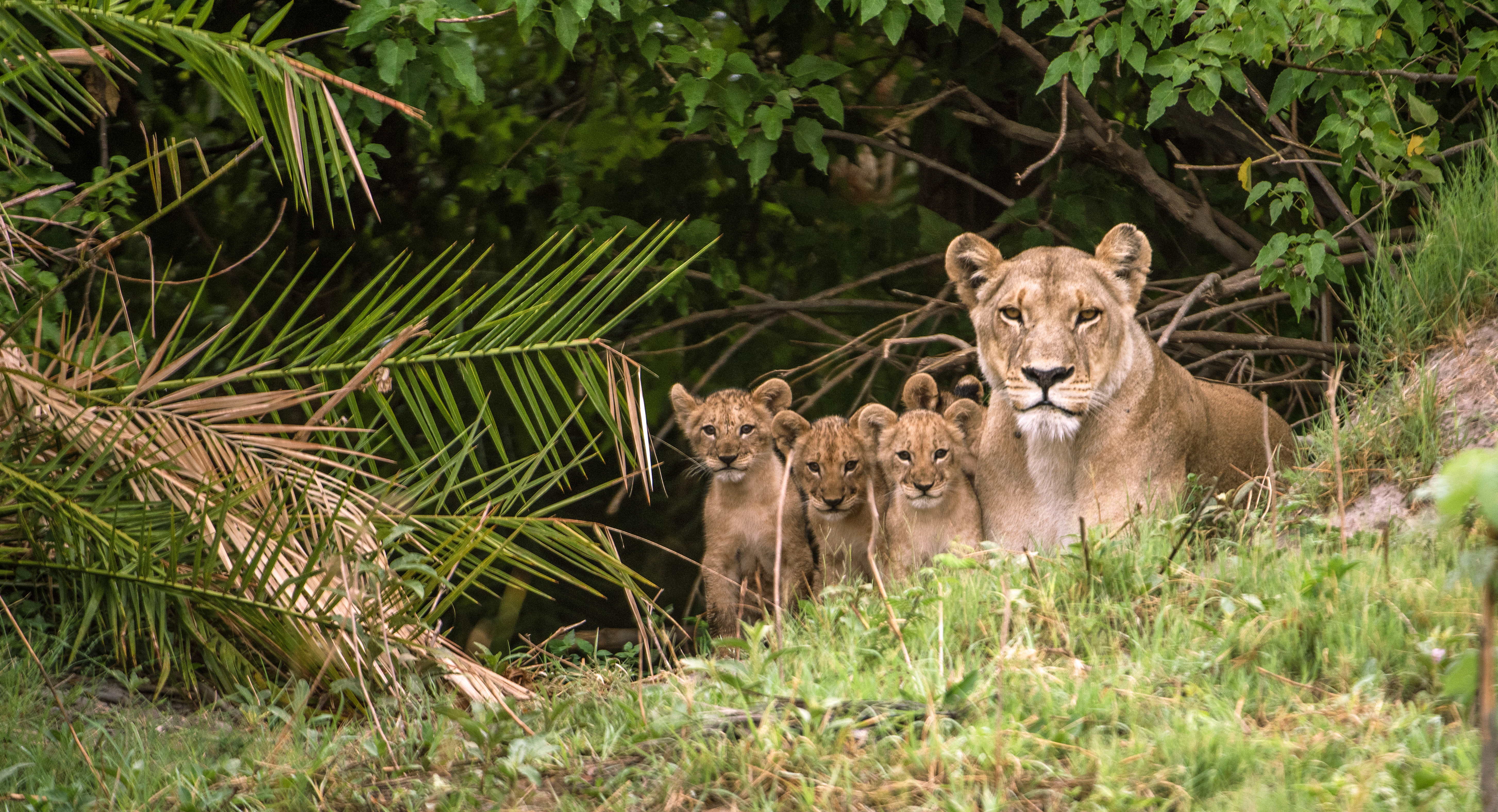 "Mother lion and her cubs within the bushes"