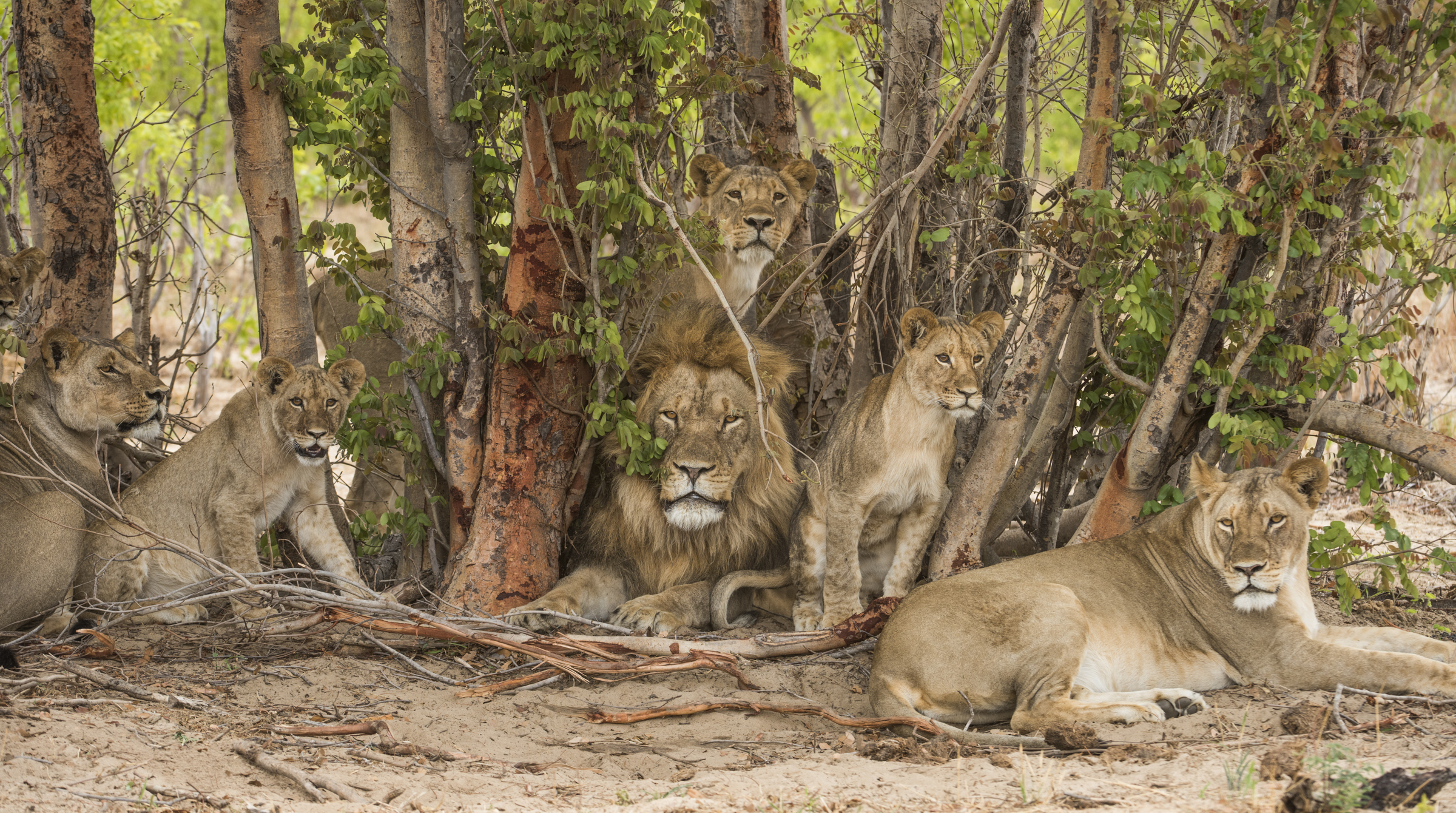 "A pack of lions sitting under shade"