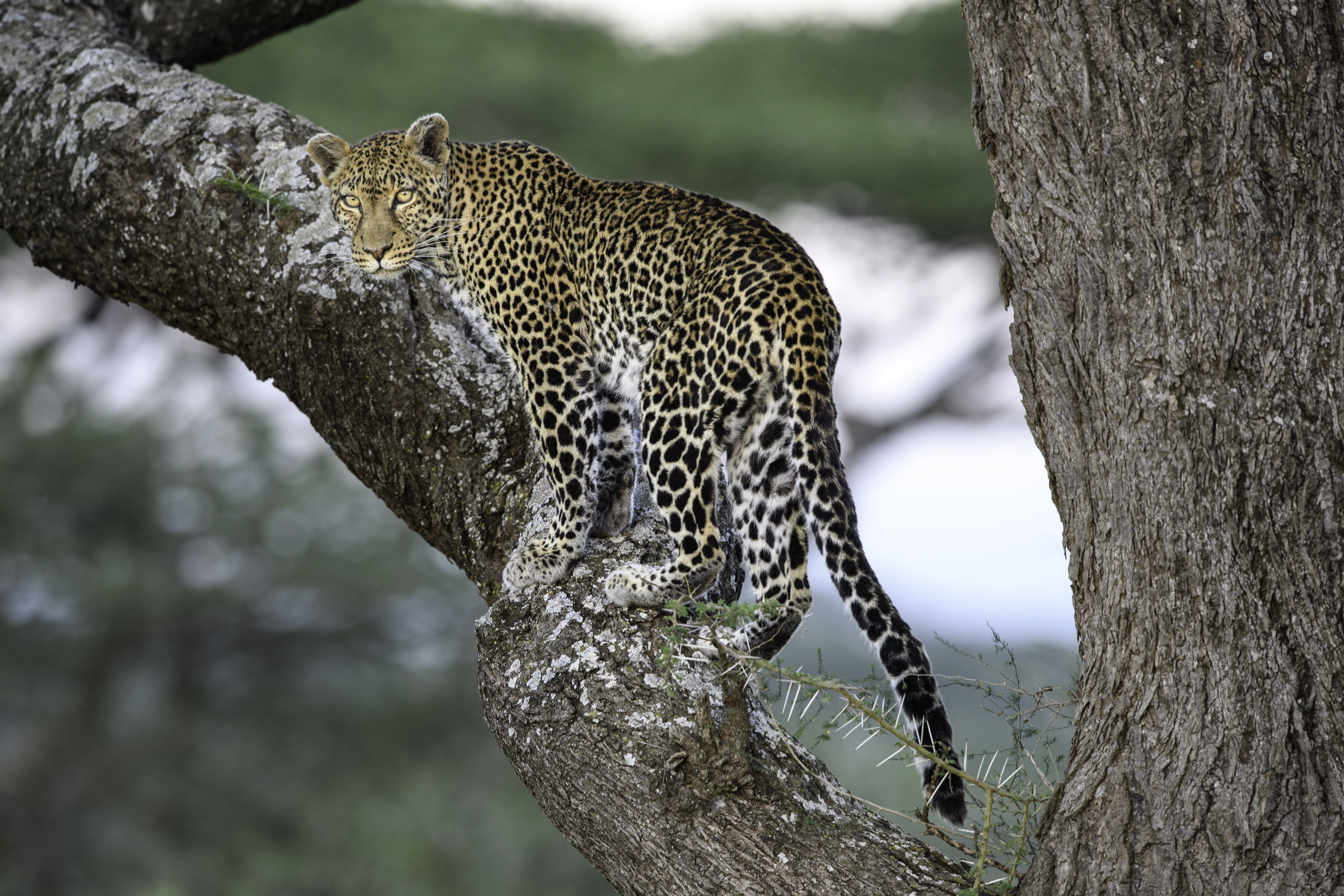 "Female leopard climbing an Acacia tree. Woodland on the edge of the short grass plains of the Serengeti / Ngorongoro Conservation Area (NCA) near Ndutu, Tanzania."