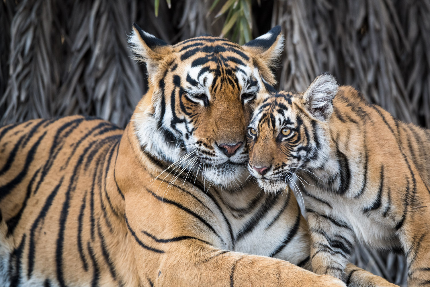 "Bengal tiger mother interacting with cub, Ranthambhore National Park, Rajasthan, India"