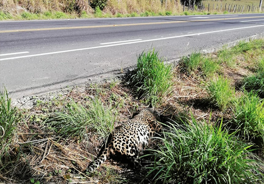 "Wild cat on ground"