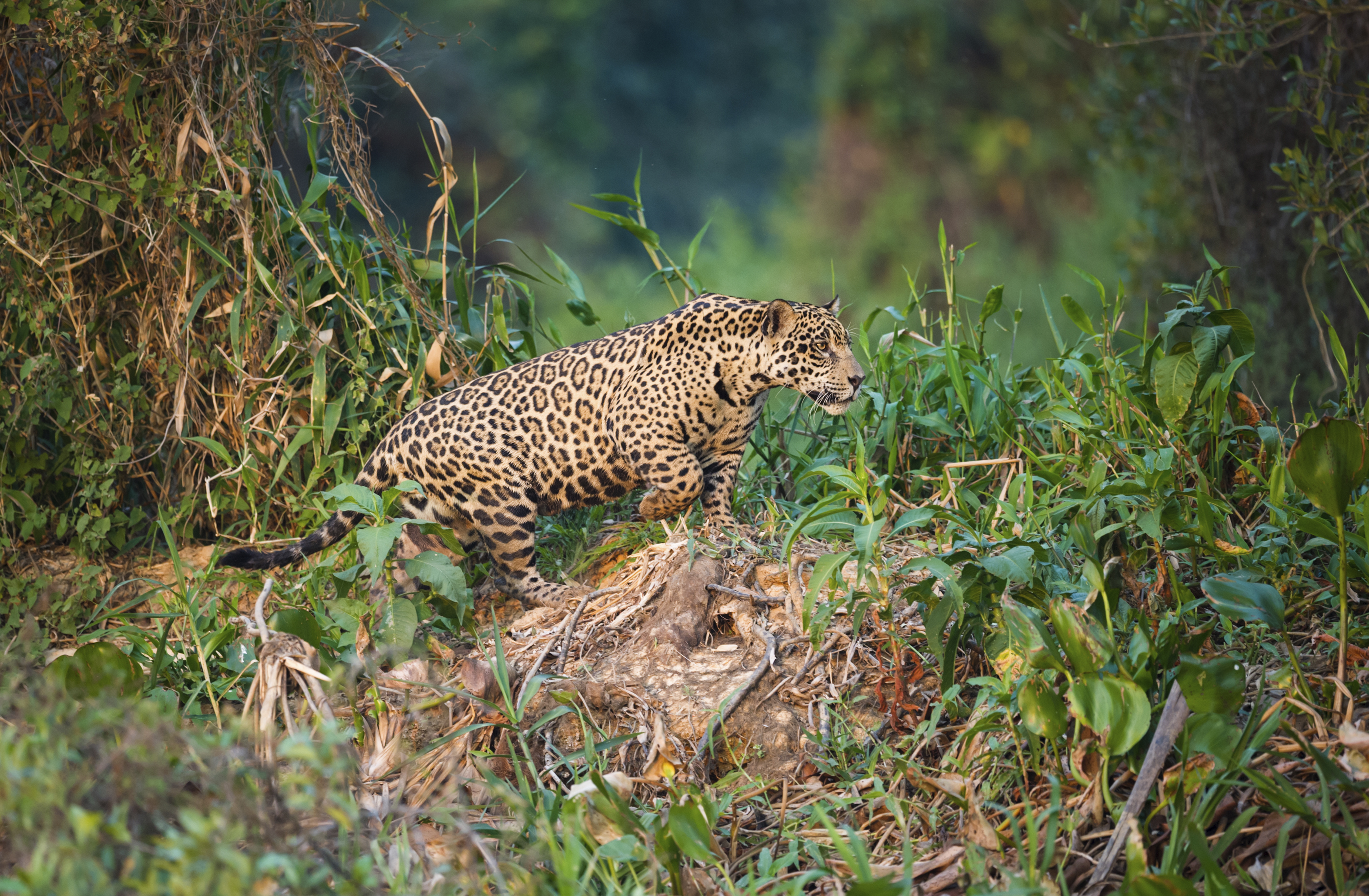 "WILD MALE JAGUAR STALKING ALONG THE BANK OF THE CUIABA RIVER IN LATE AFTERNOON SUN LIGHT. NORTHERN PANTANAL, BRAZIL."