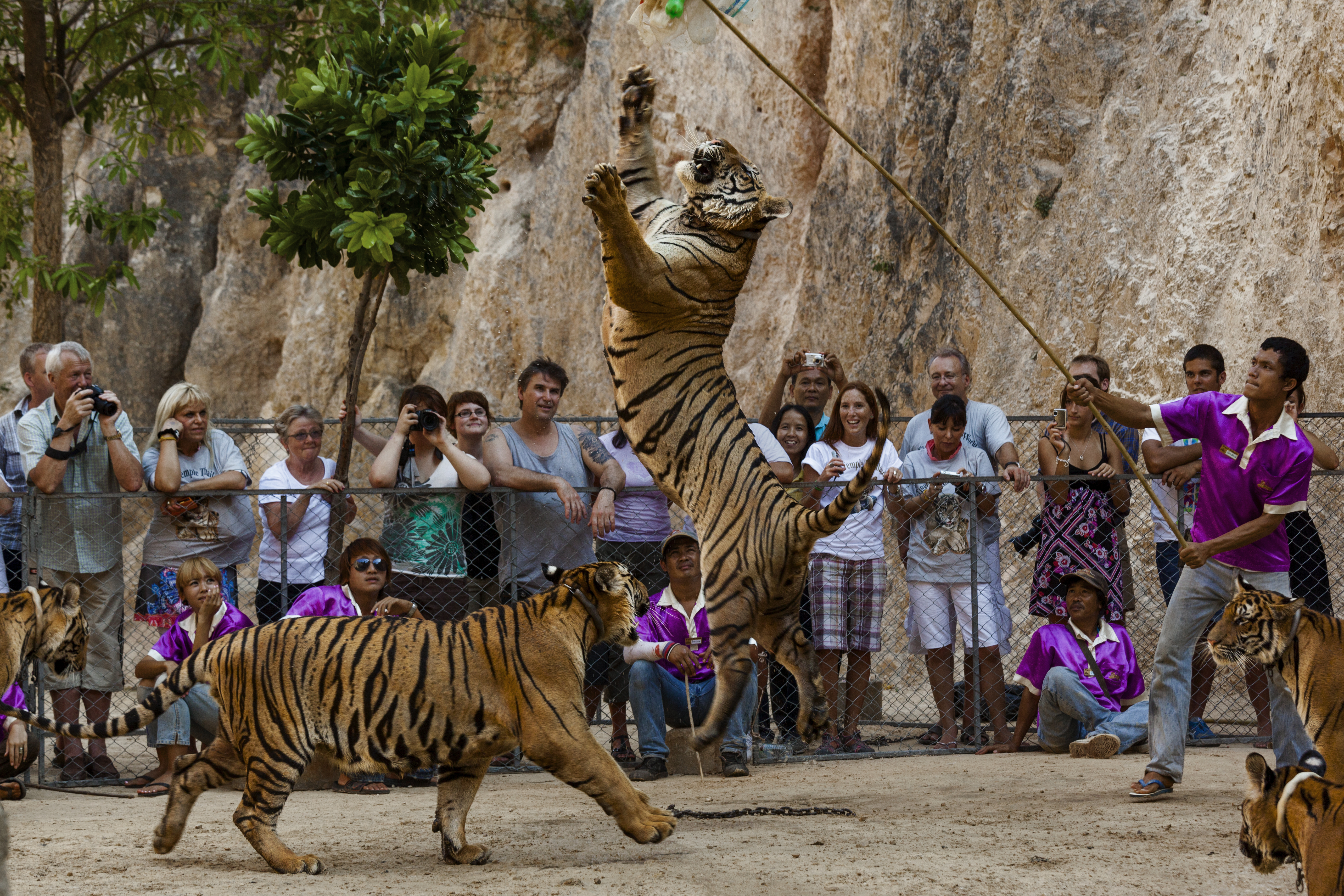 Tiger jumping before a crowd