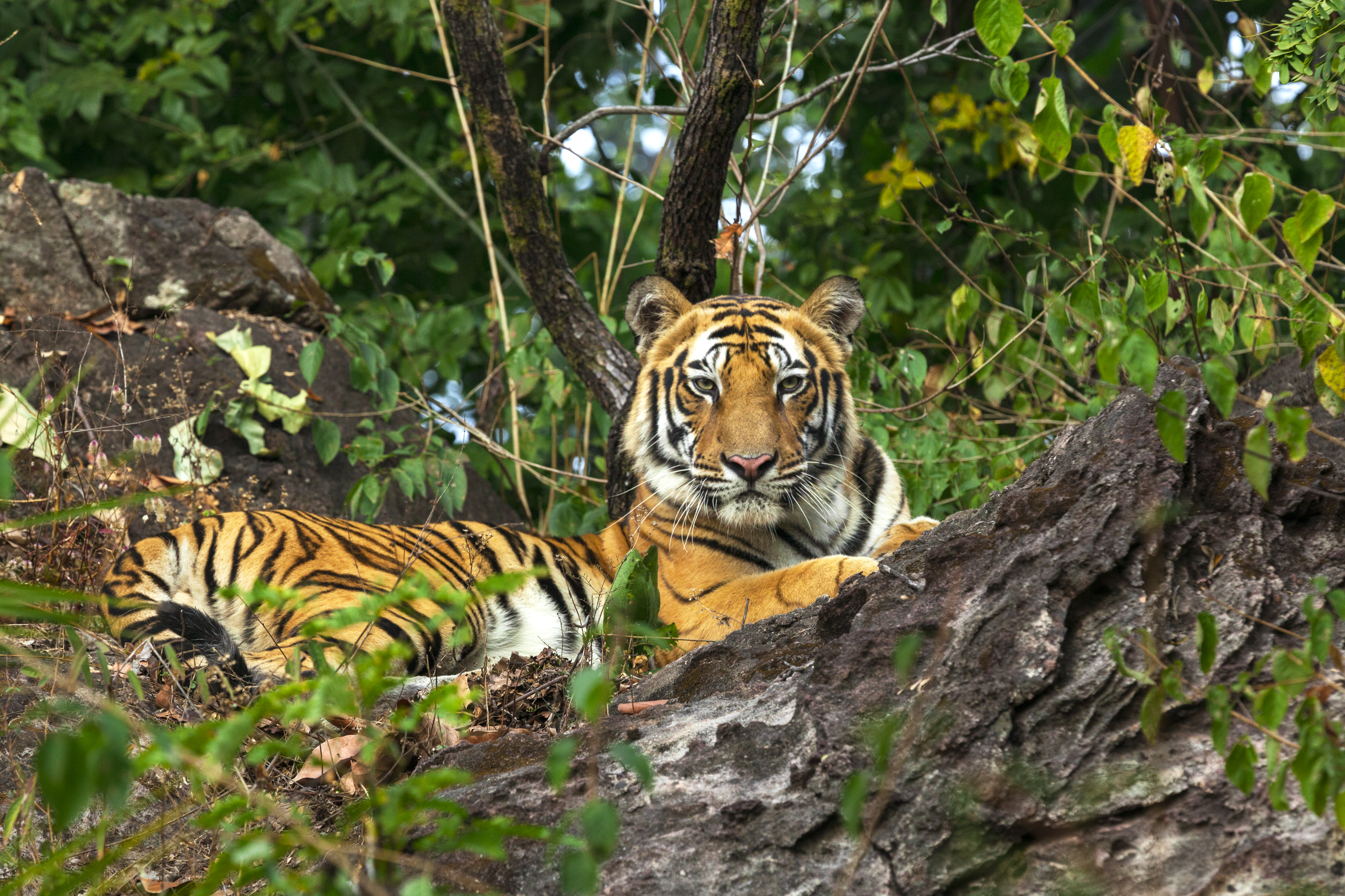 "Pictures of the Mahaman Tigress cubs taken from elephant back inside the park."