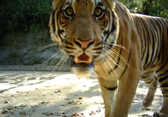 "Tiger approaching camera"
