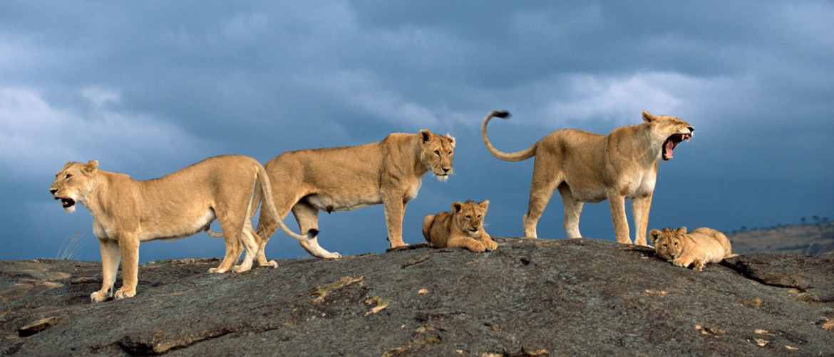 group of lions on a boulder