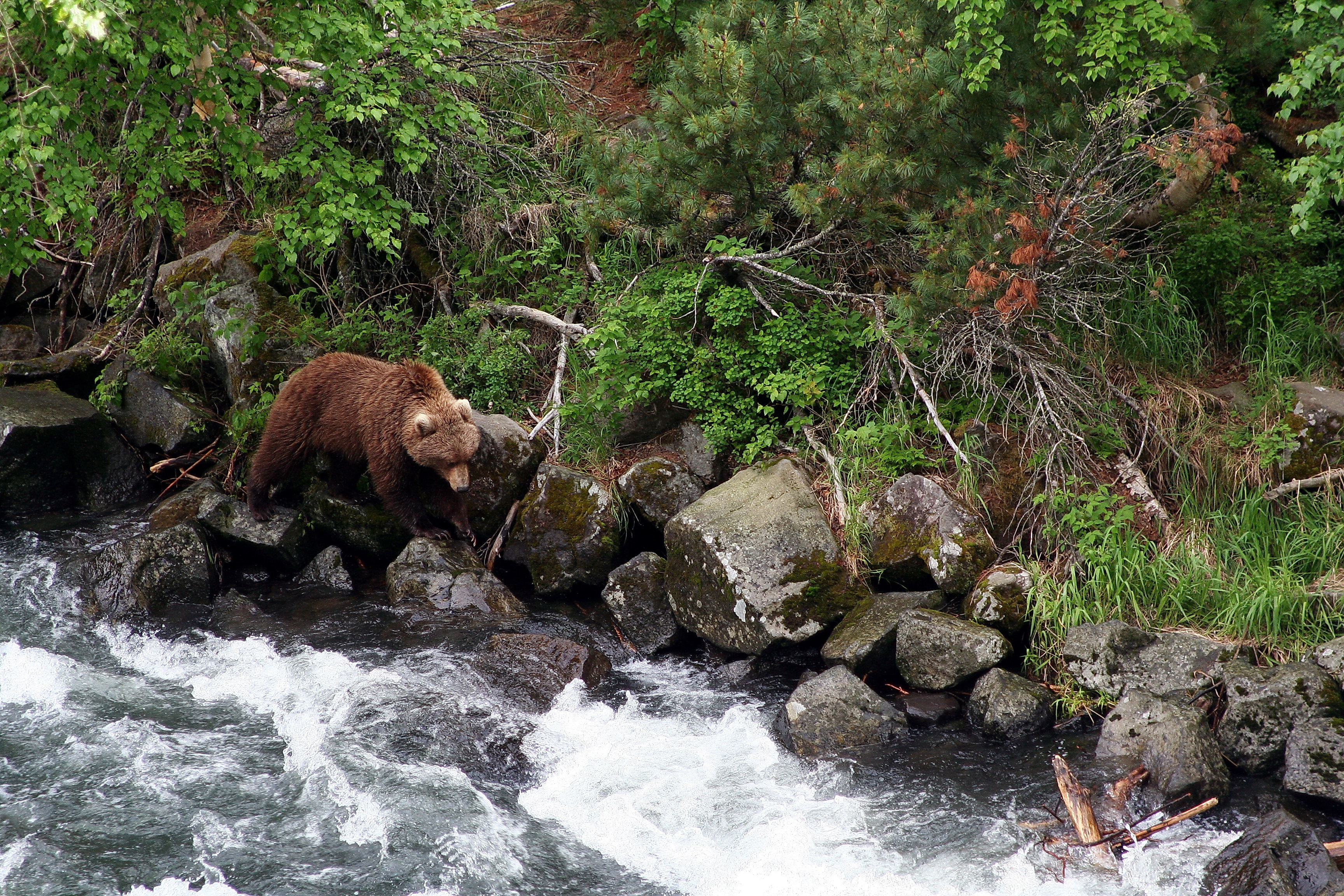 tiger vs grizzly bear