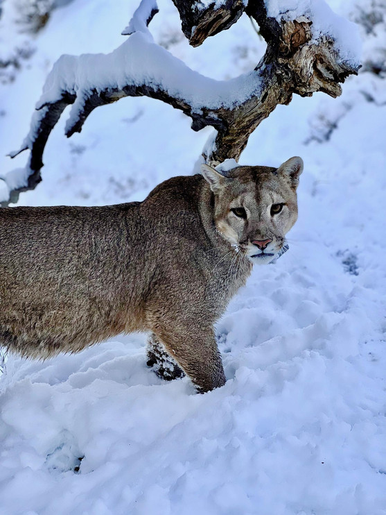 Puma in snow, Chile