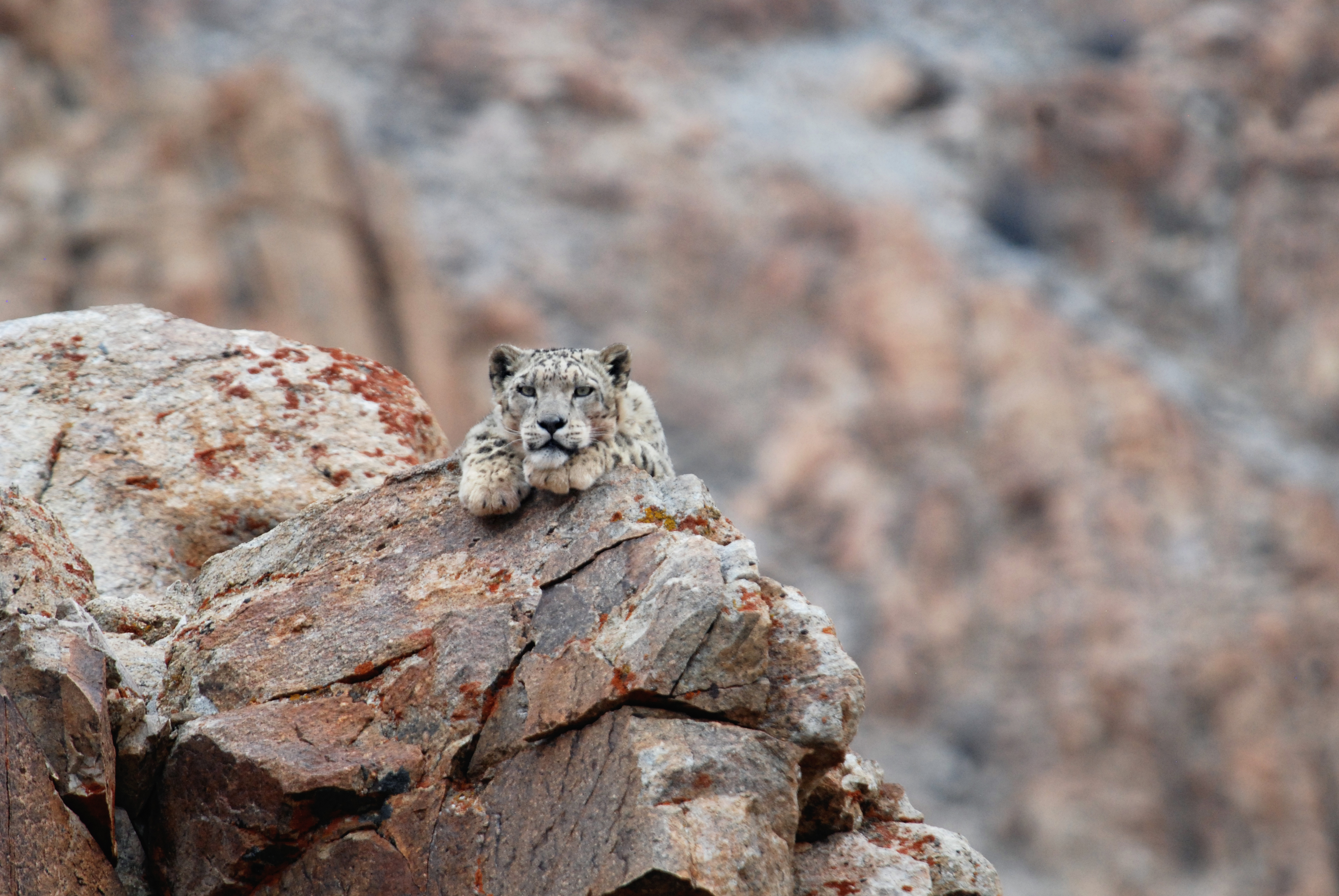 Snow leopard on rock