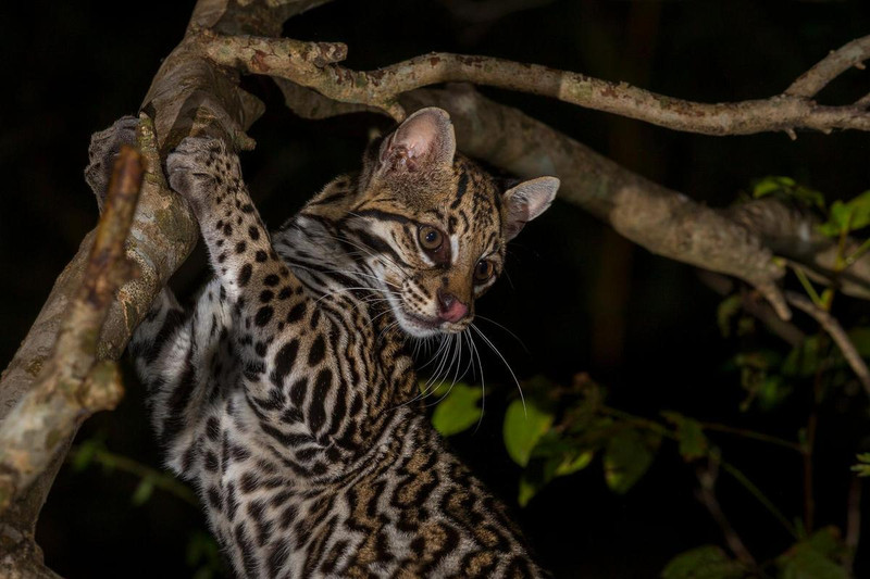 Ocelot in tree