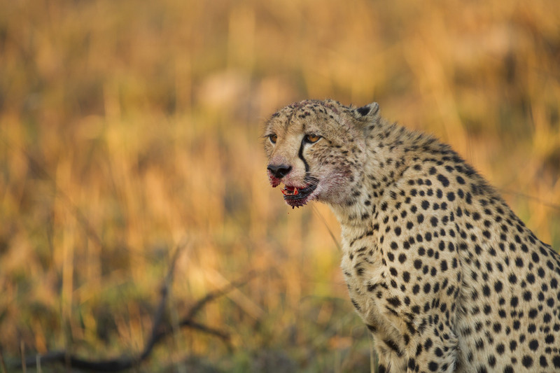 Cheetah done eating