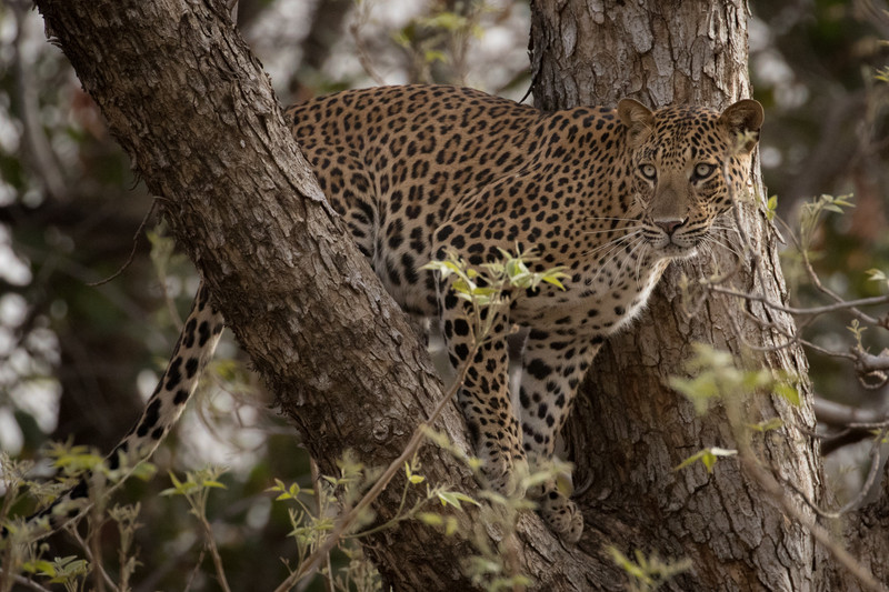 Leopard in tree