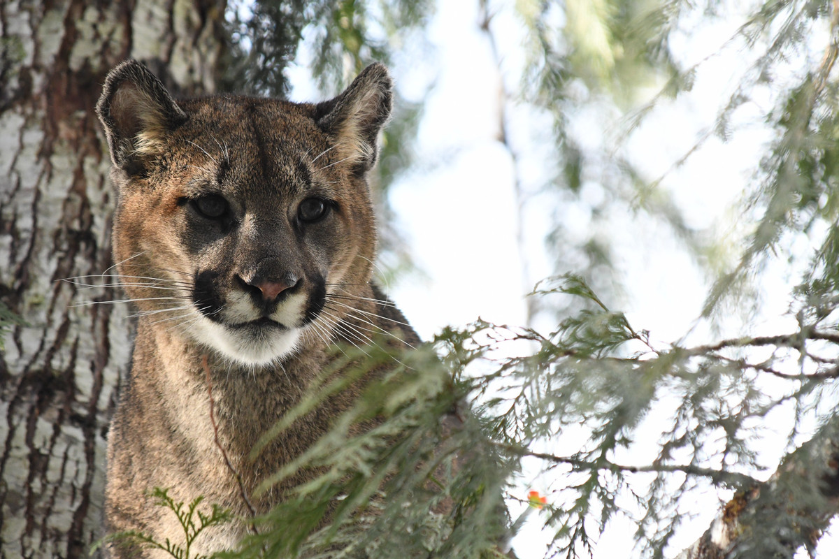 Puma tree.