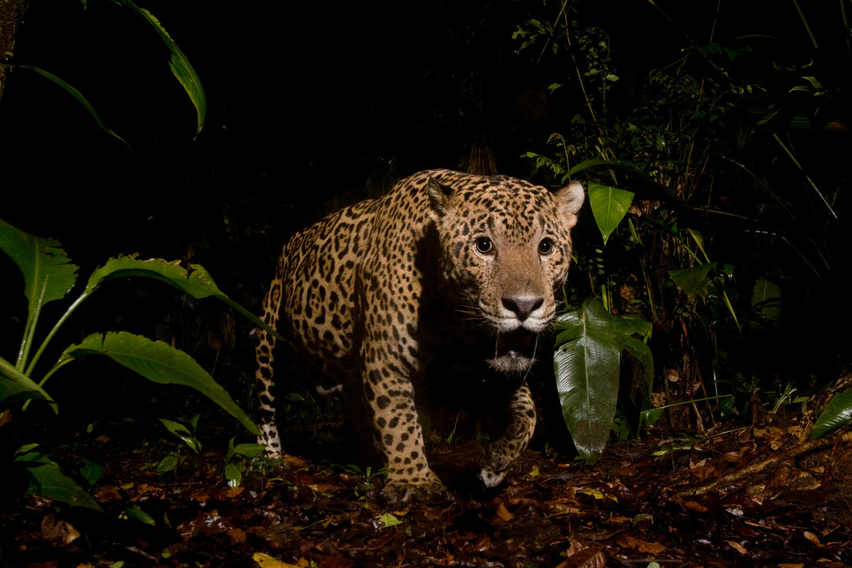 Costa Rica jaguar