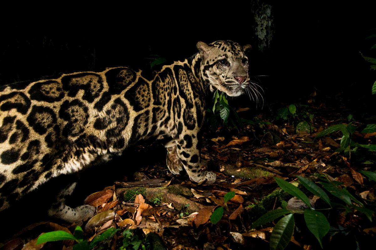 One of the world’s oldest rainforests, the region overlaps the range of seven different wild cat species: tiger, leopard, clouded leopard, leopard cat, flat-headed cat, marbled cat and the Asiatic golden cat.