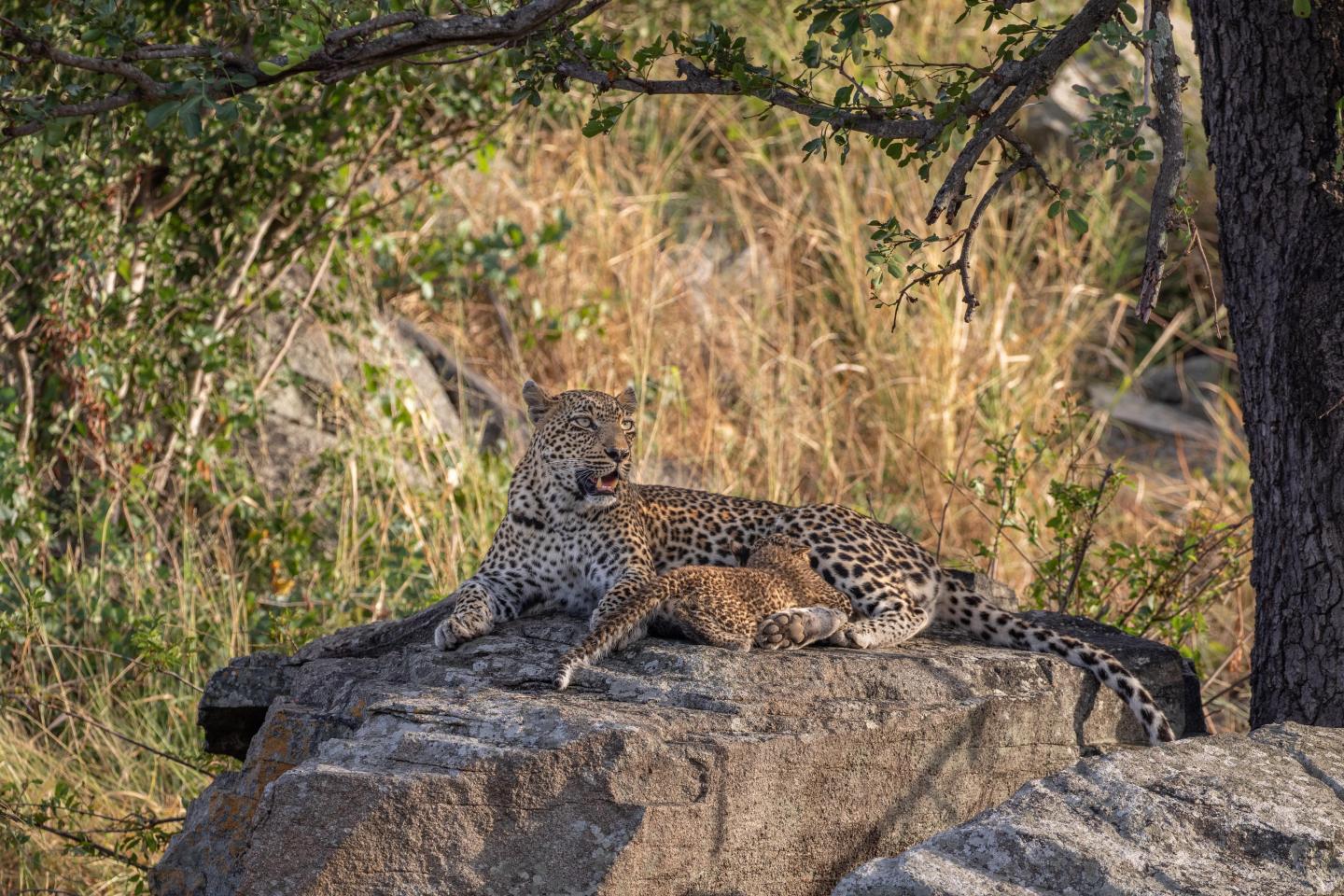 Just a Fight or Something More? Investigating Female Leopard