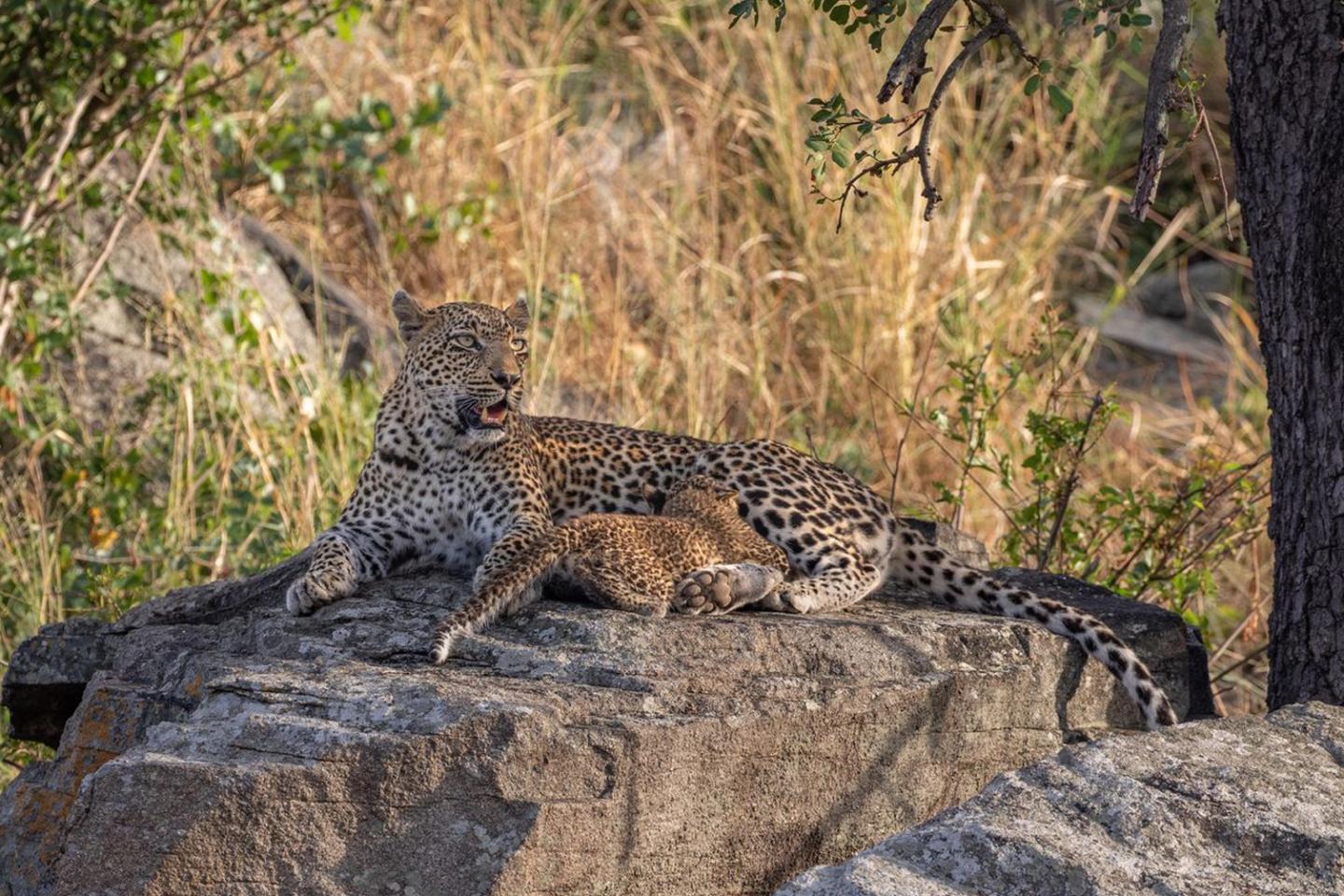 Home Is Where The Habitat Is An In depth Look Into Panthera s Sabi 