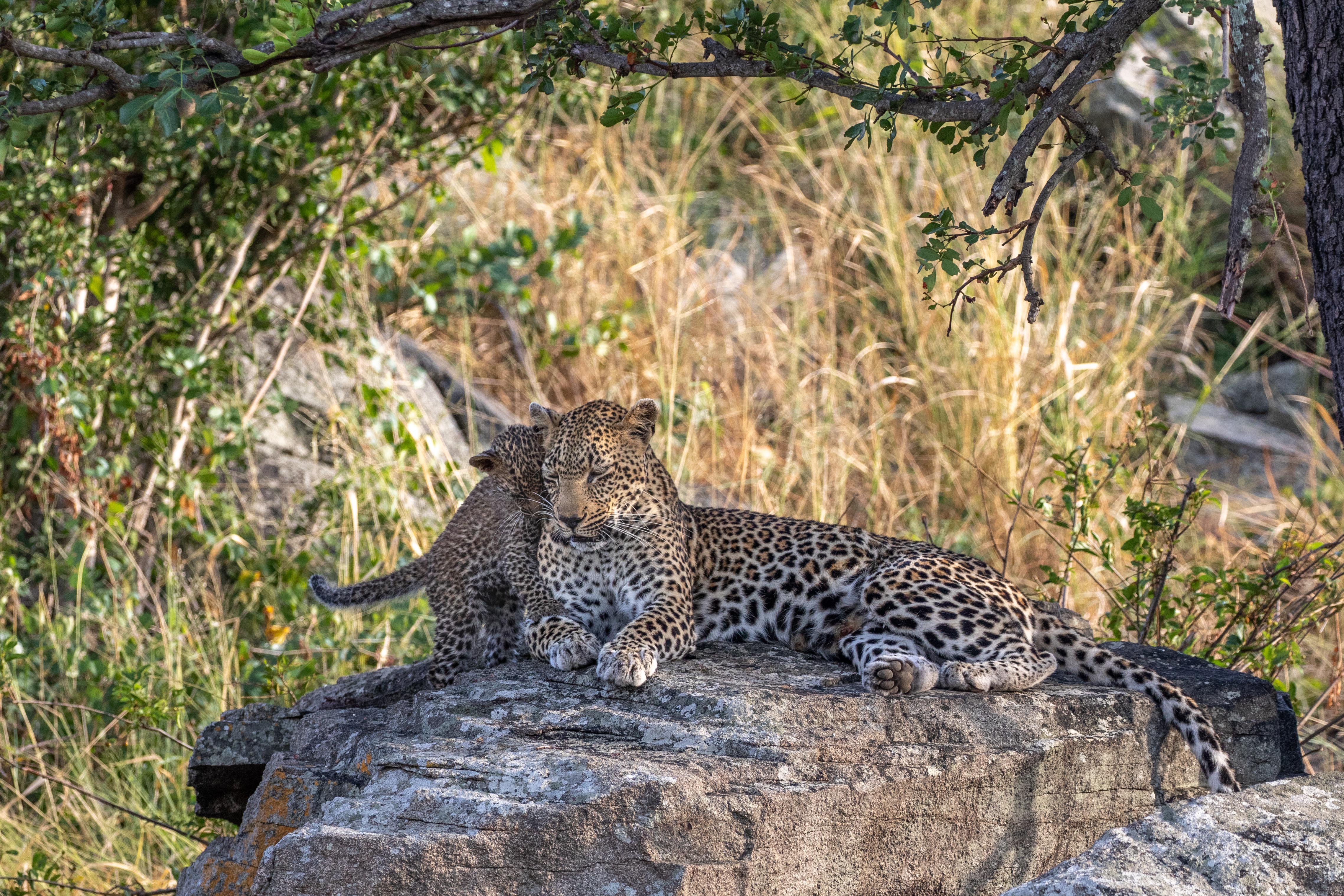 Leopard