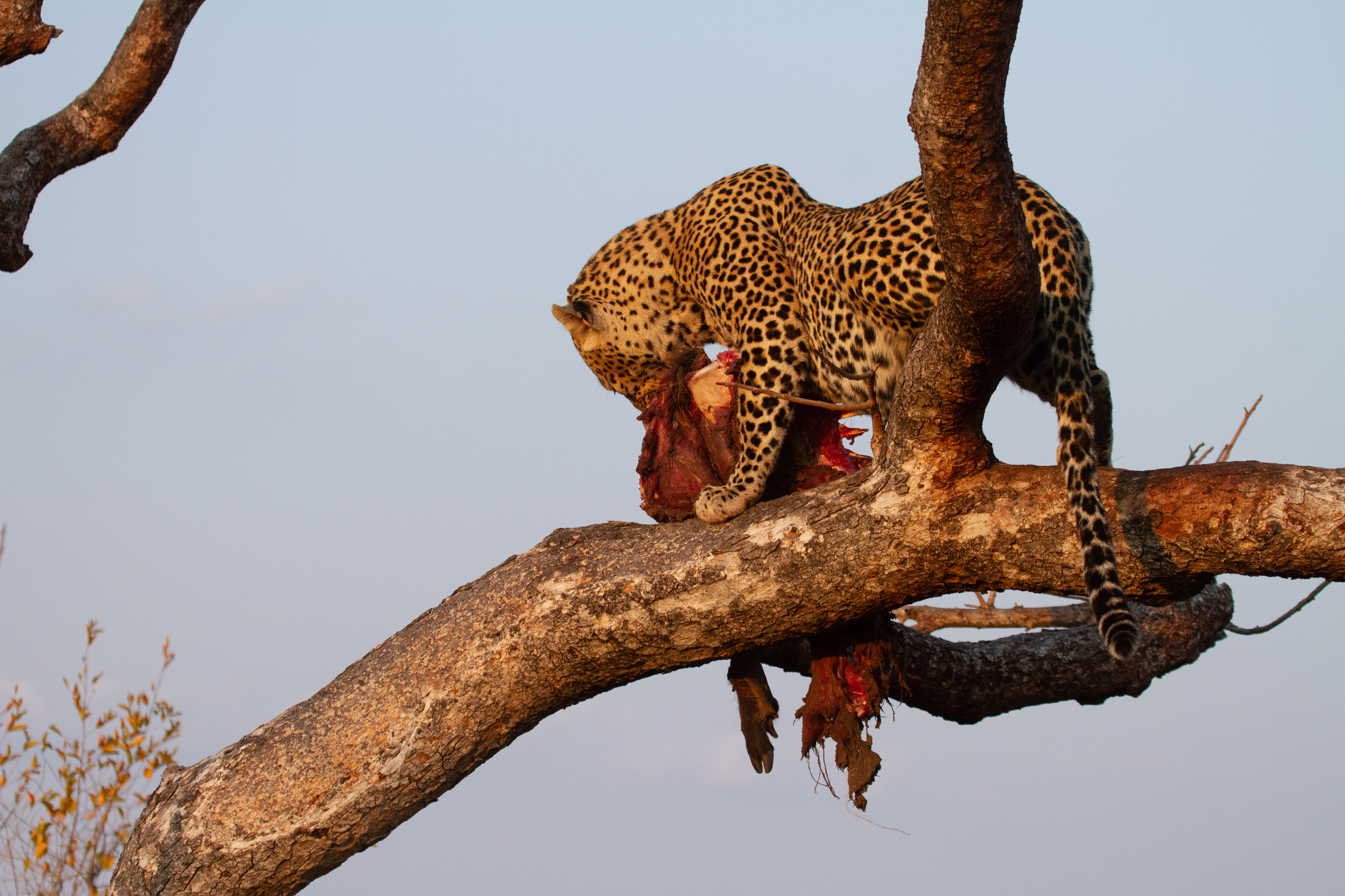 Leopard with meat
