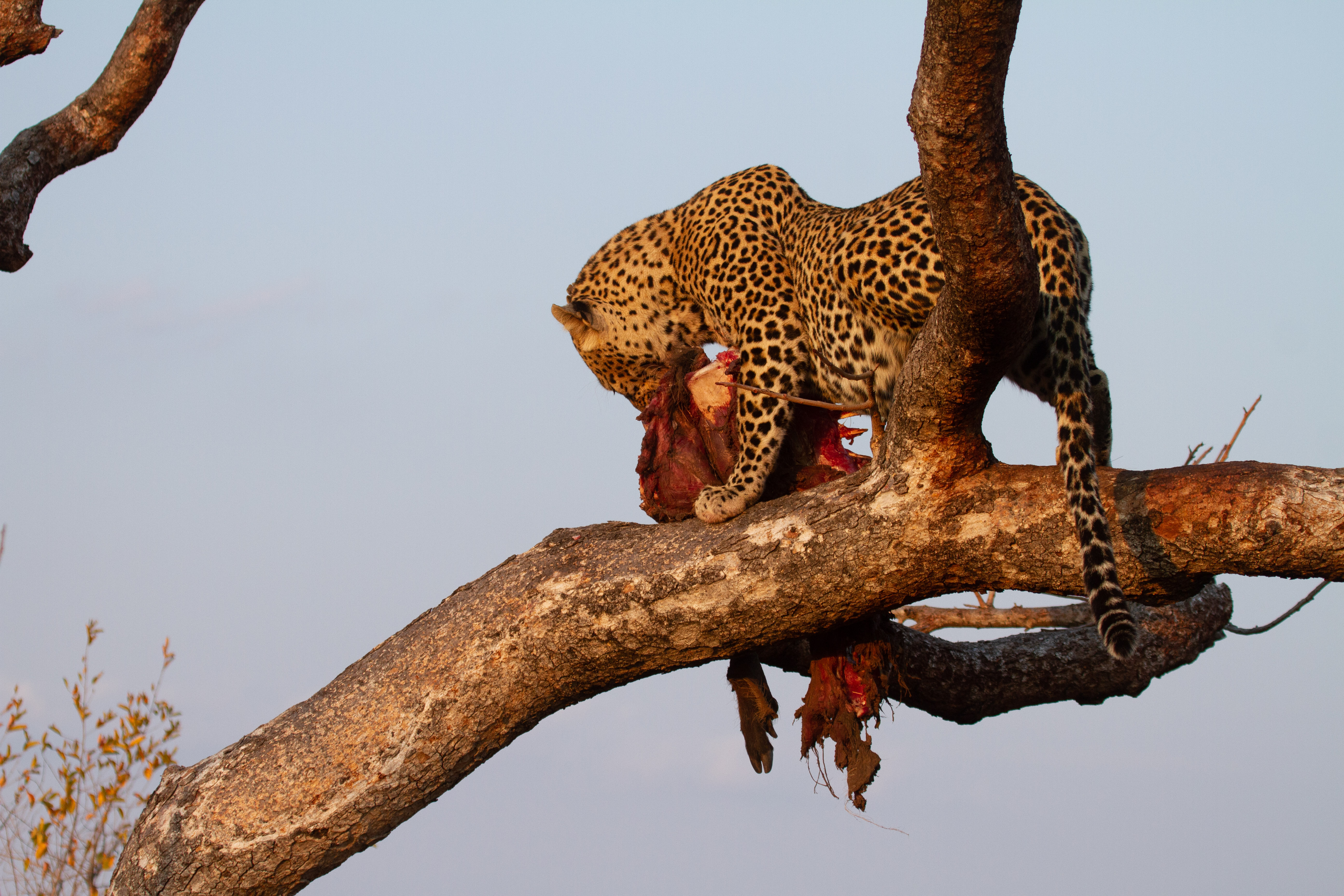 Big cats outlet that climb trees