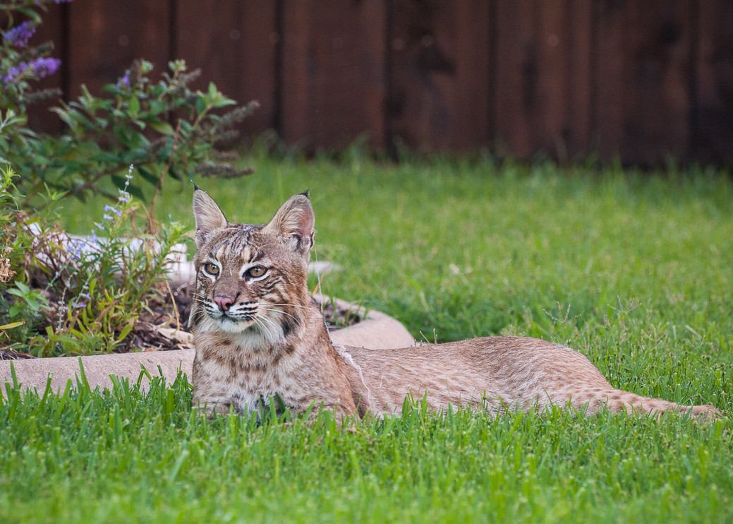 Bobcat lies in the grass.