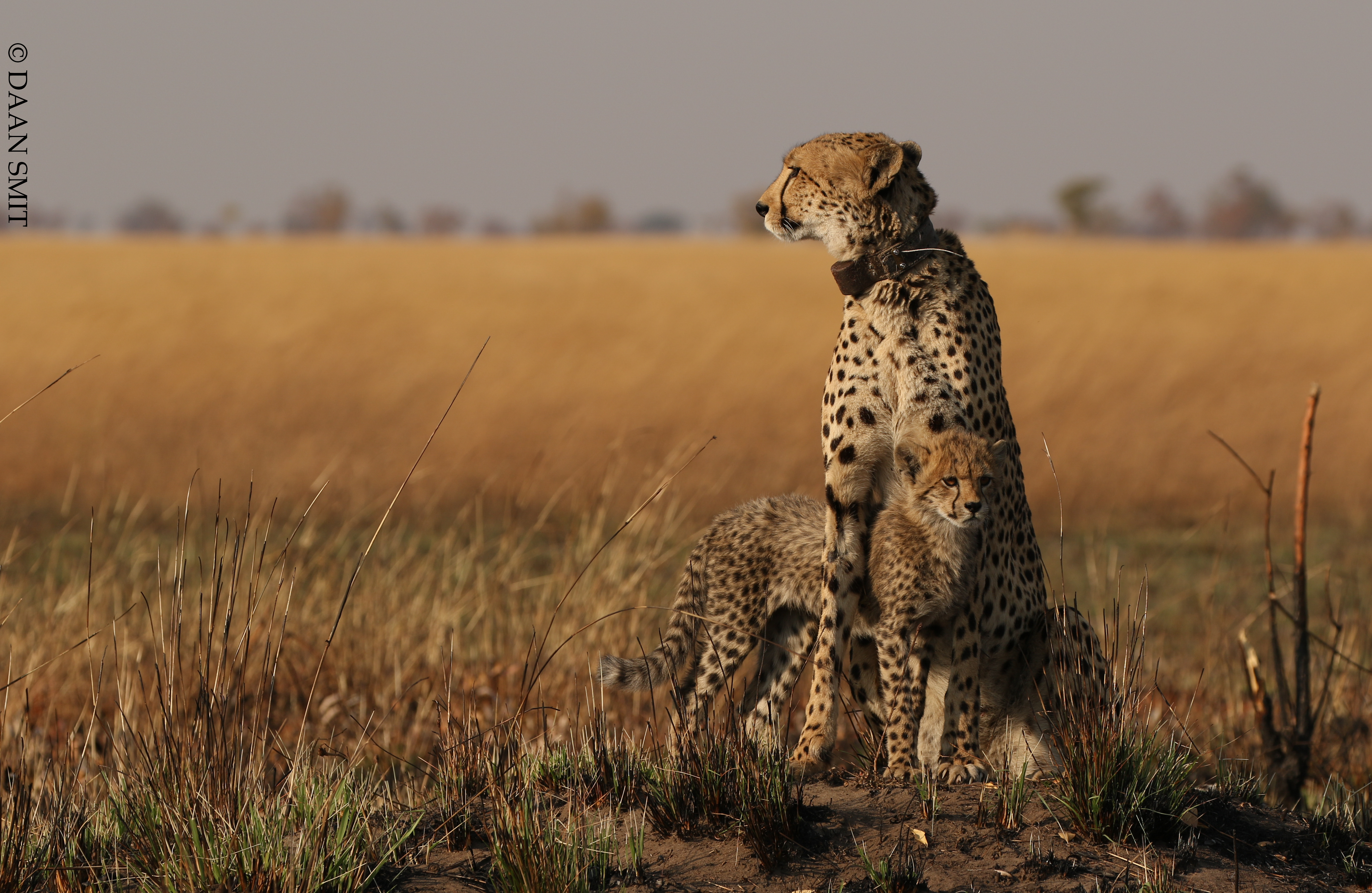 Cheetah sitting