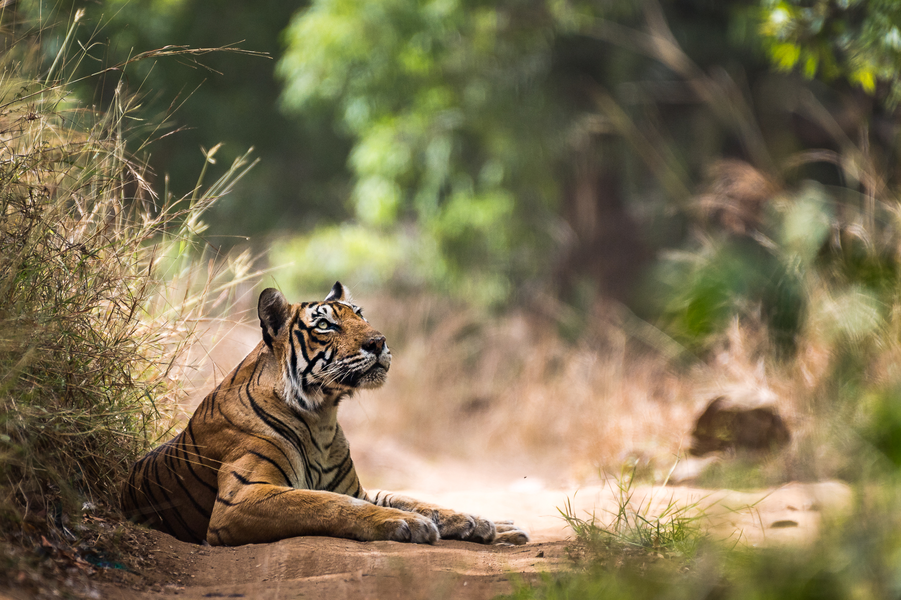 Tiger laying on grass