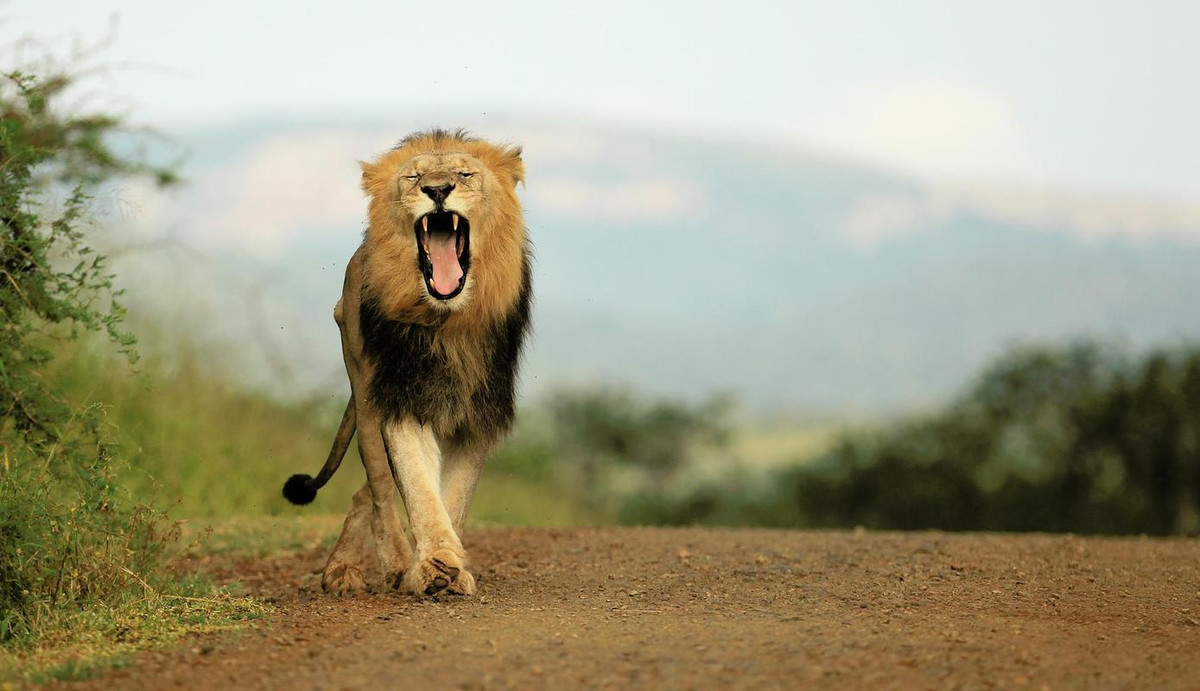 A male lion roaring in Africa