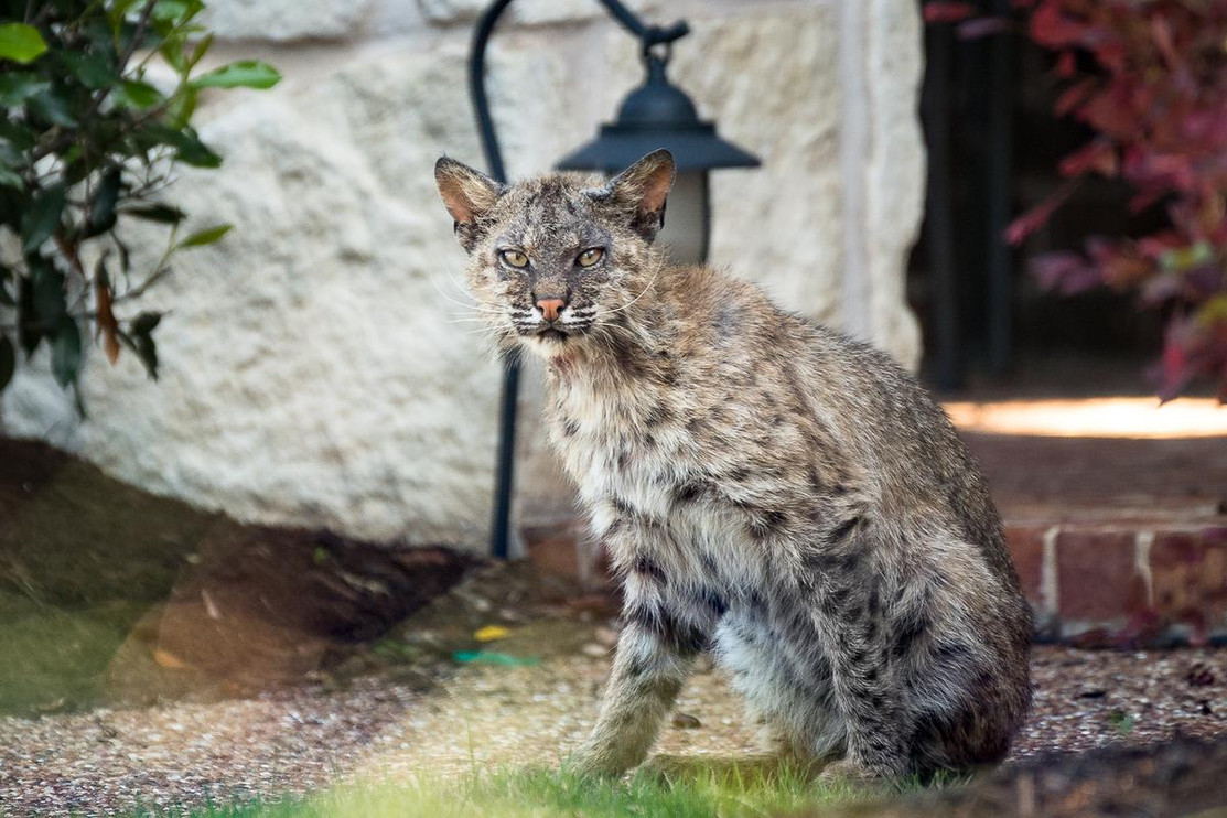 A bobcat peers out at the photographer.