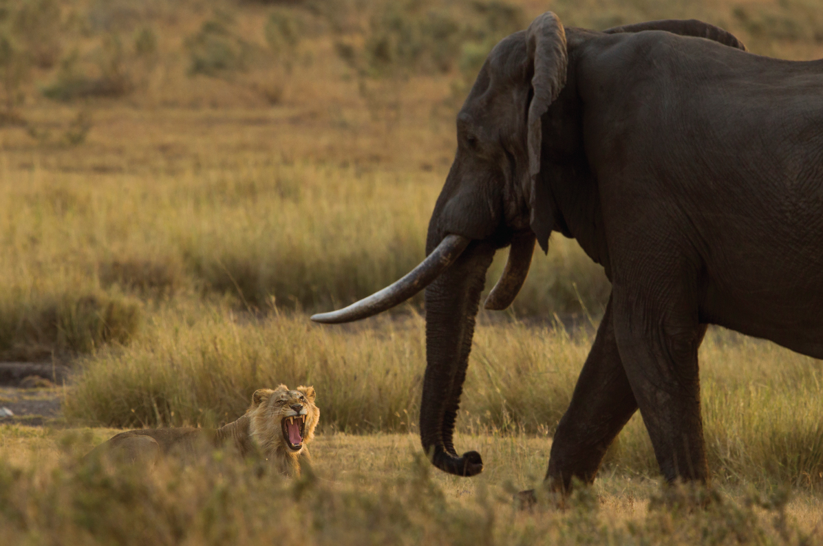 Lion and elephant
