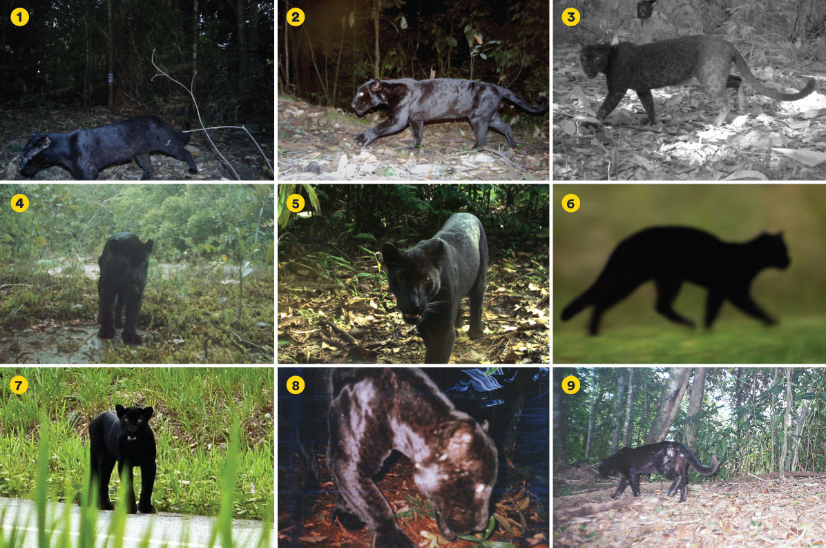 A grid showing nine different type of black big cats
