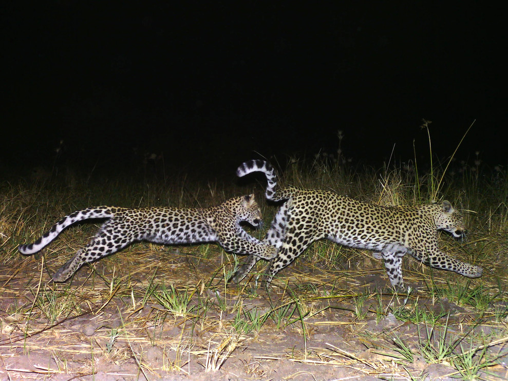 Two leopards chase each other at night