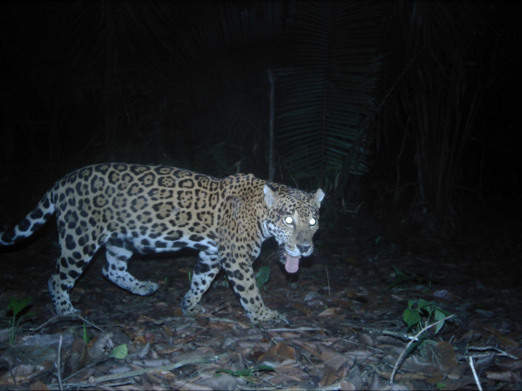 Jaguar camera trap Belize
