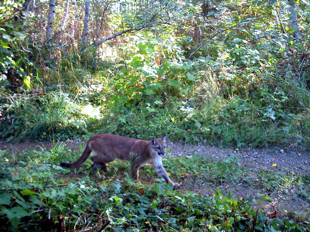 A puma on camera trap.