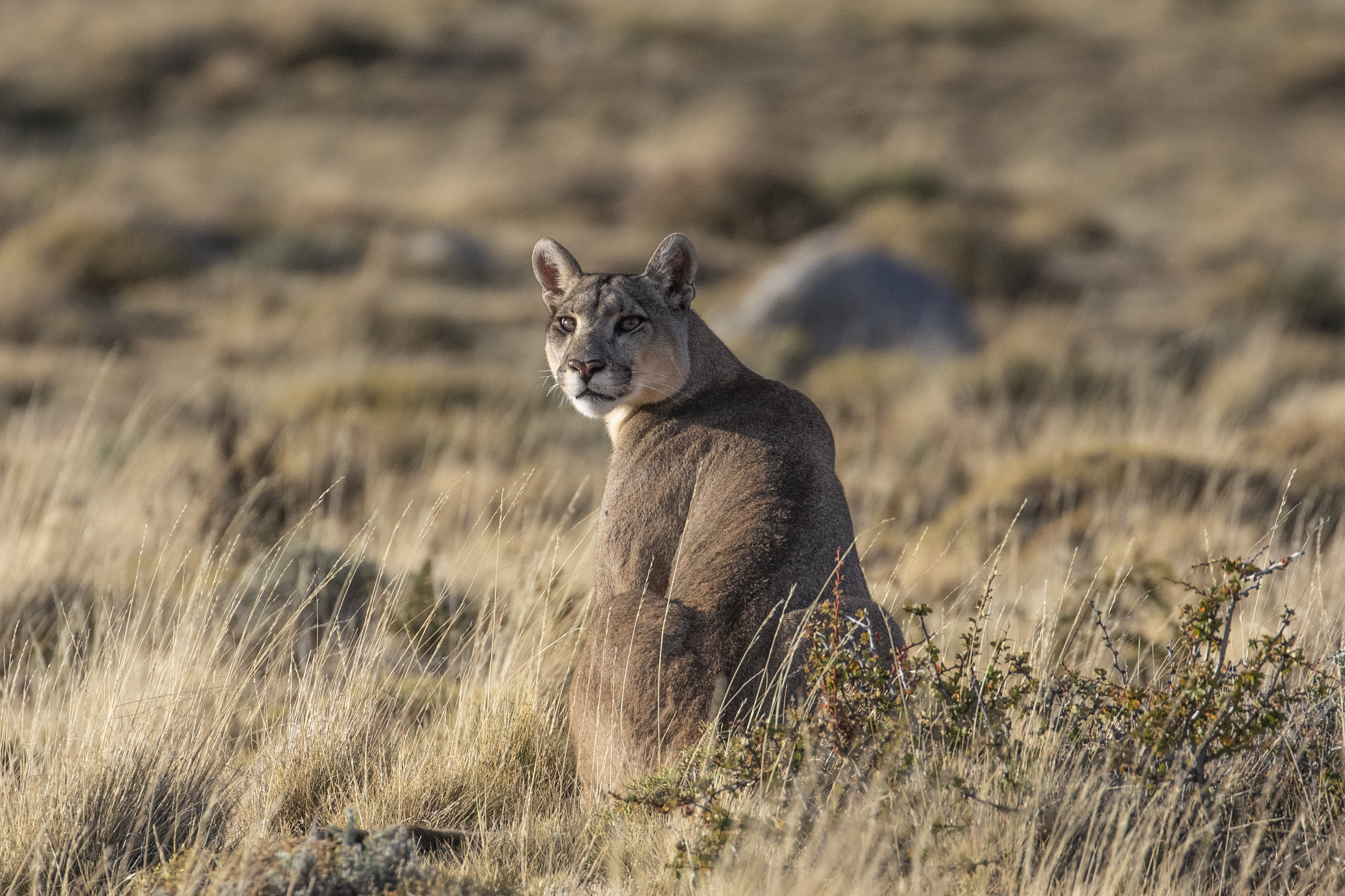 Pumas at the End of the World | Panthera