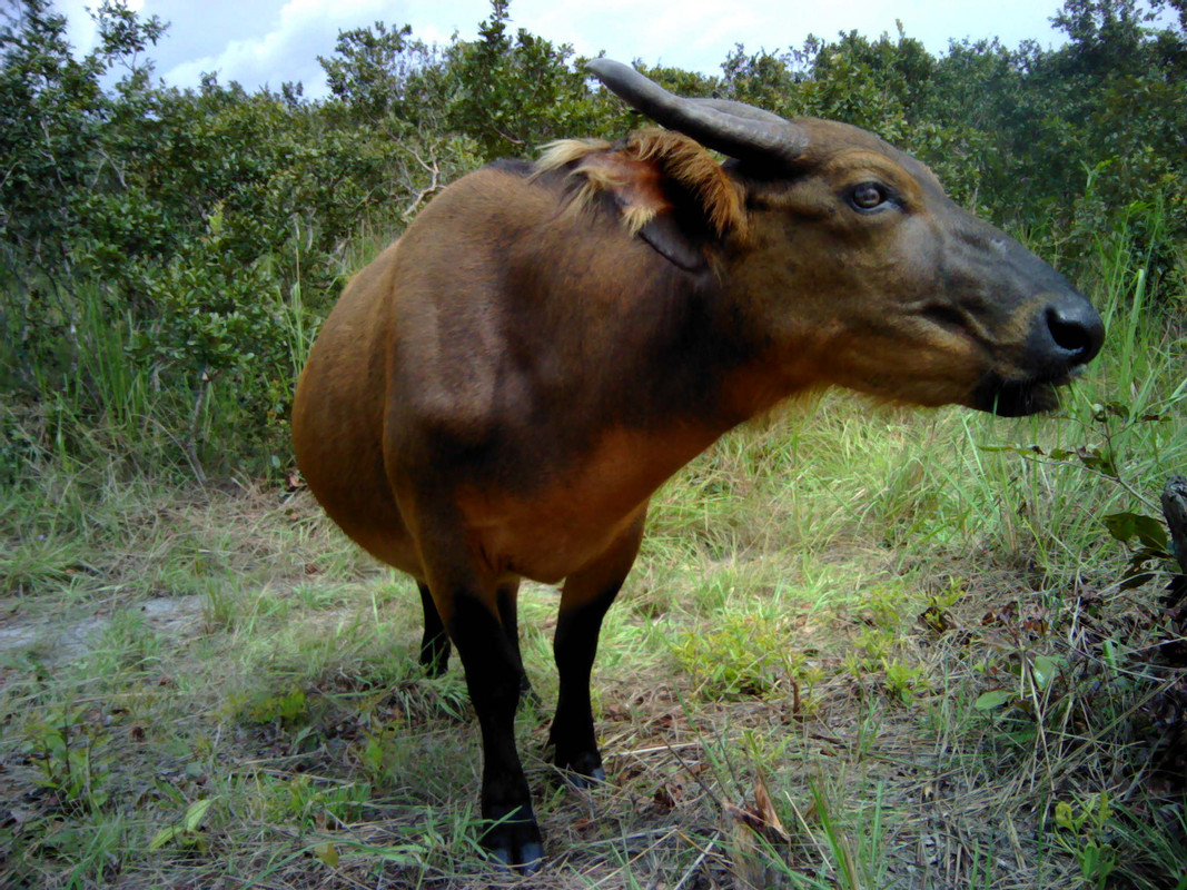 Forest buffalo