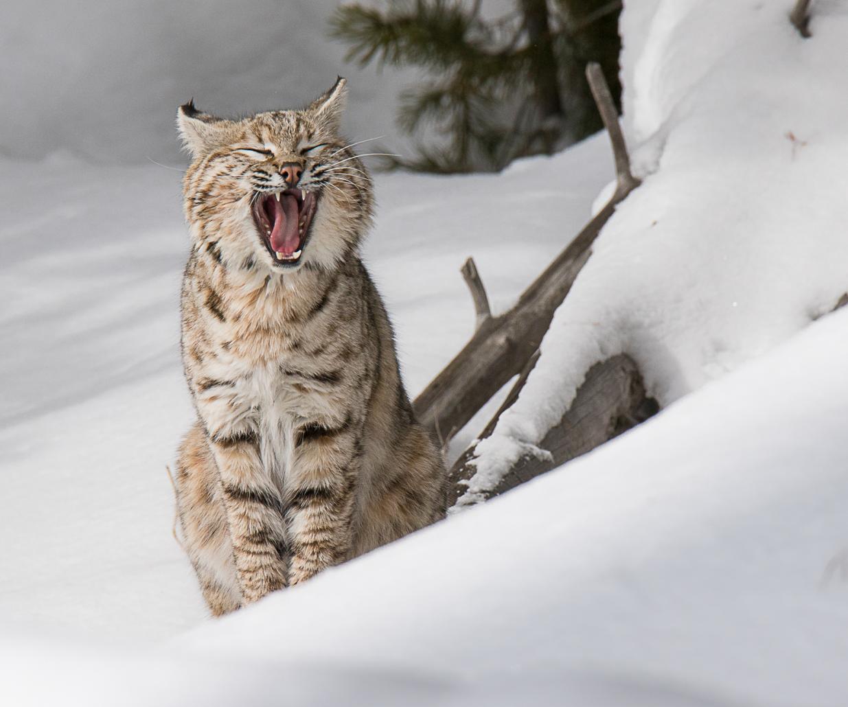 Bobcat yawns