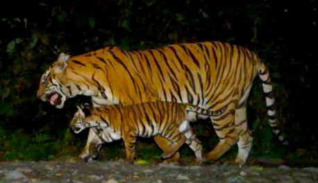 A sign of hope: a tigress and her cub.