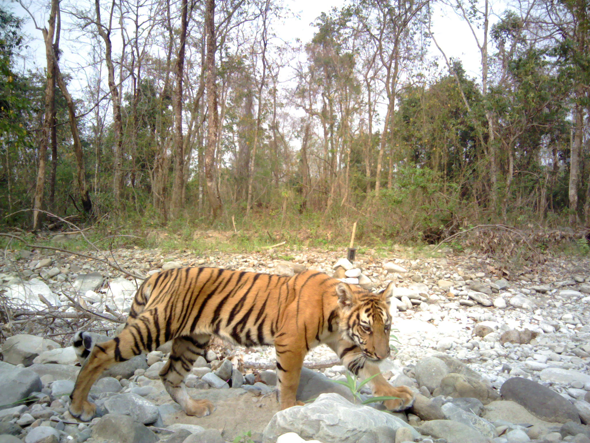 Tiger camera trap 2