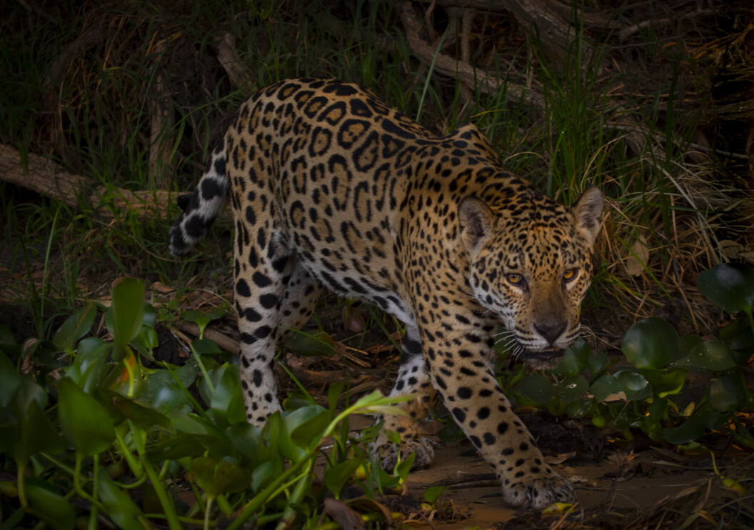 Jaguar walking in the Pantanal, Brazil