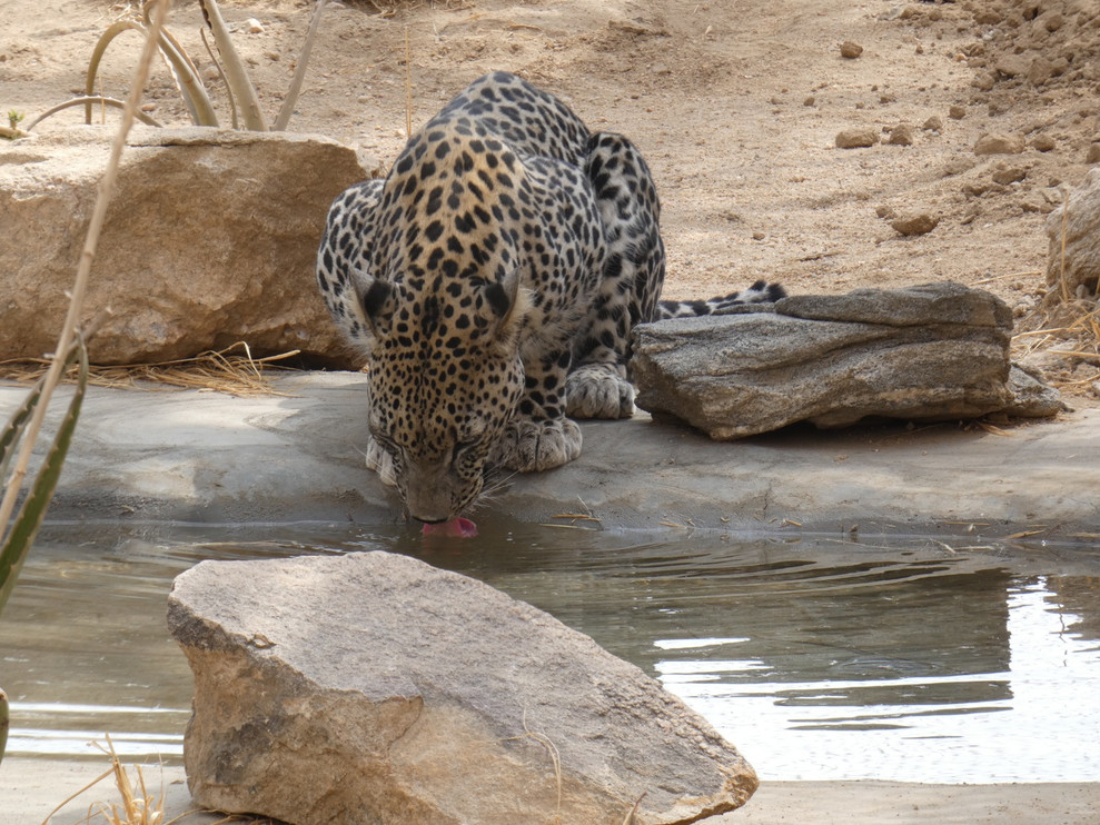 Arabian leopard drinks