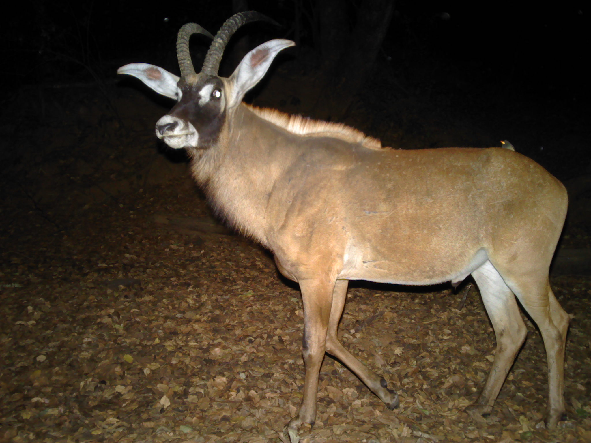 Roan antelope