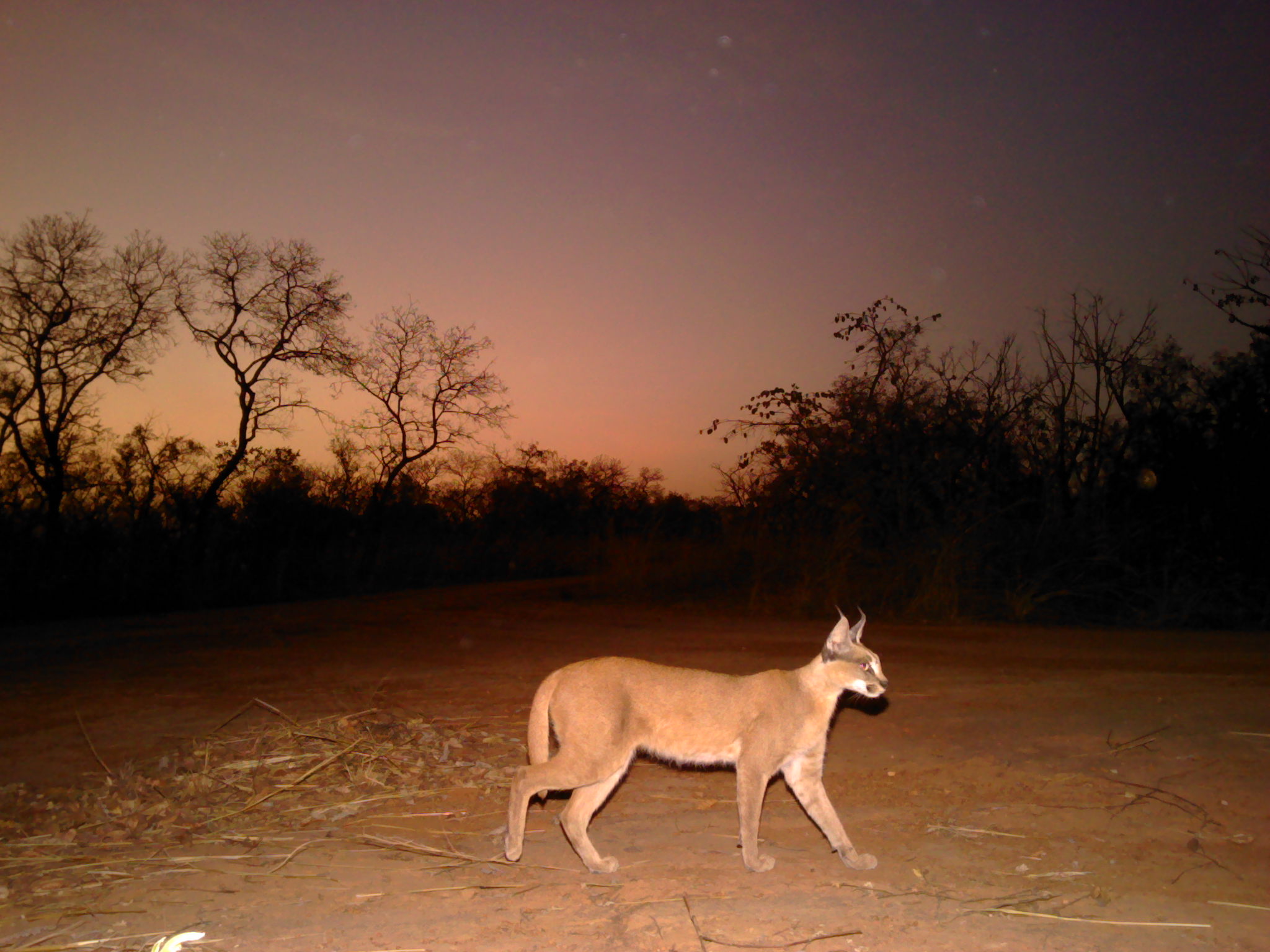 Caracal